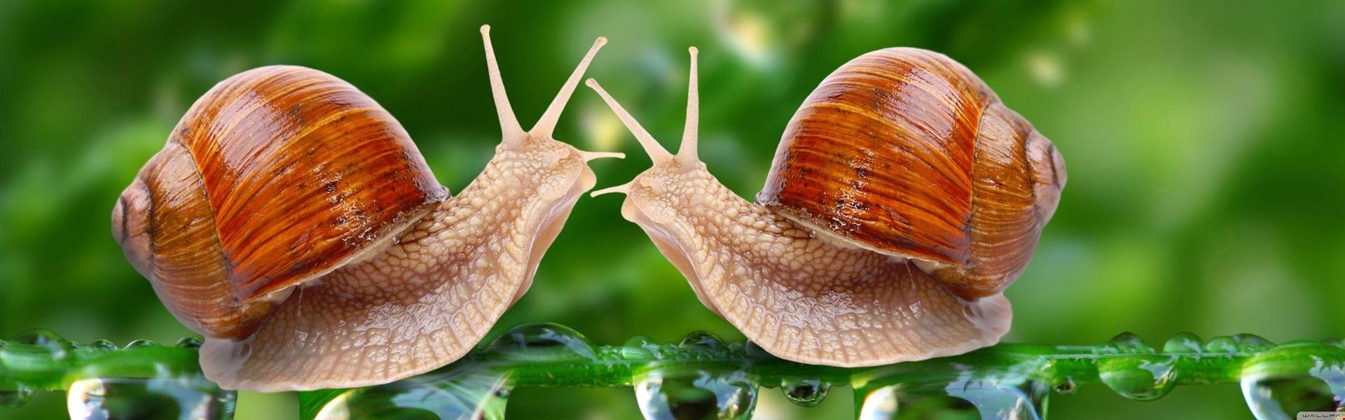 1920x600 Snails Background. HD Wallpaper 5k, Dual Screen