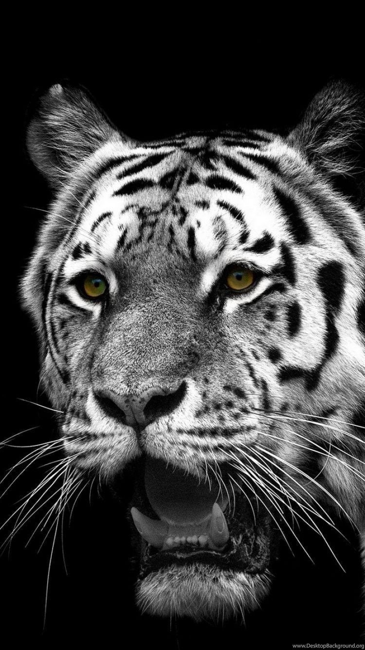 750x1340 Tiger Predator, HD Animals, 4k Wallpaper, Image, Background, Photo and Picture Wallpaper, Phone