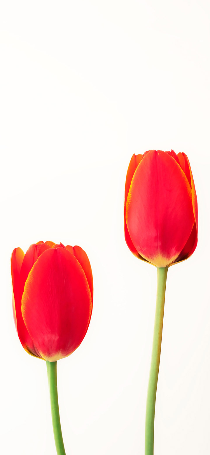 720x1560 Elegant Tulip Flower 4K Phone Wallpaper, Phone