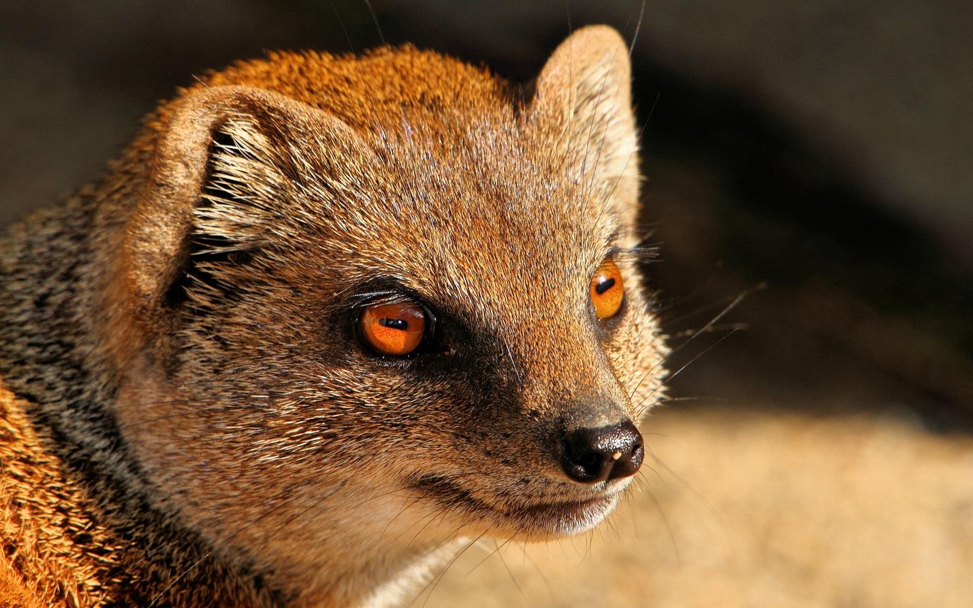 1920x1200 Wallpaper Mongoose, predator, red eyes  HD Picture, Desktop