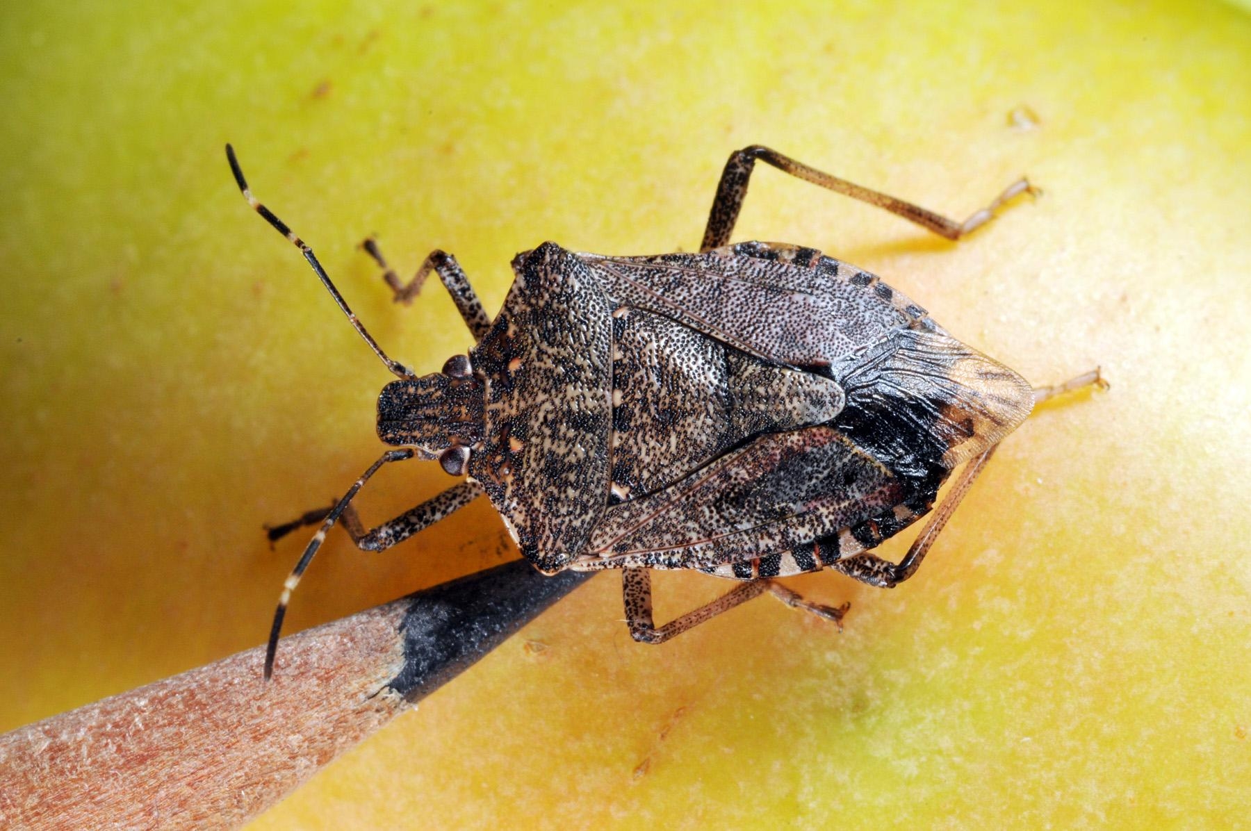 1800x1200 Stink Bugs Control and Extermination, Desktop