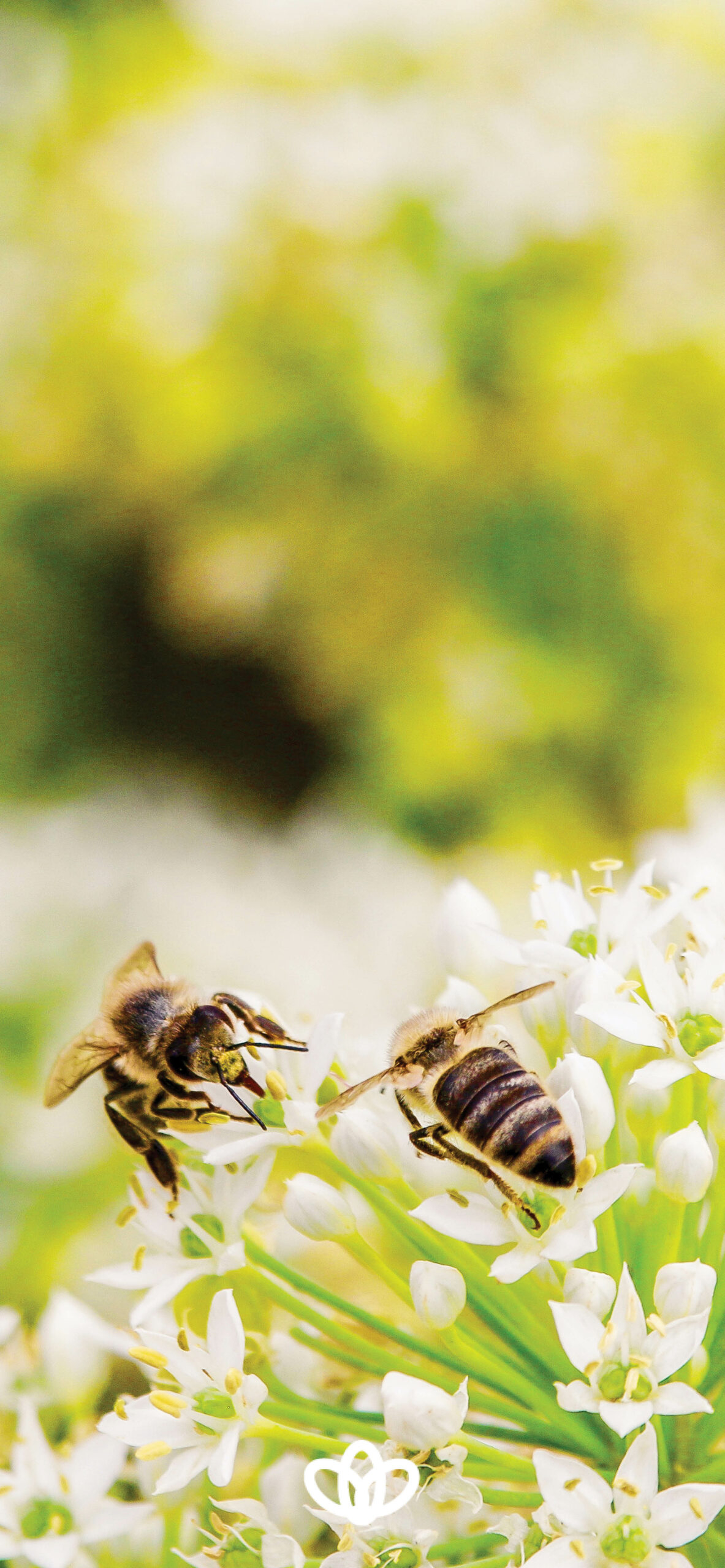 1190x2560 Honeybee Wallpaper Honey, Phone