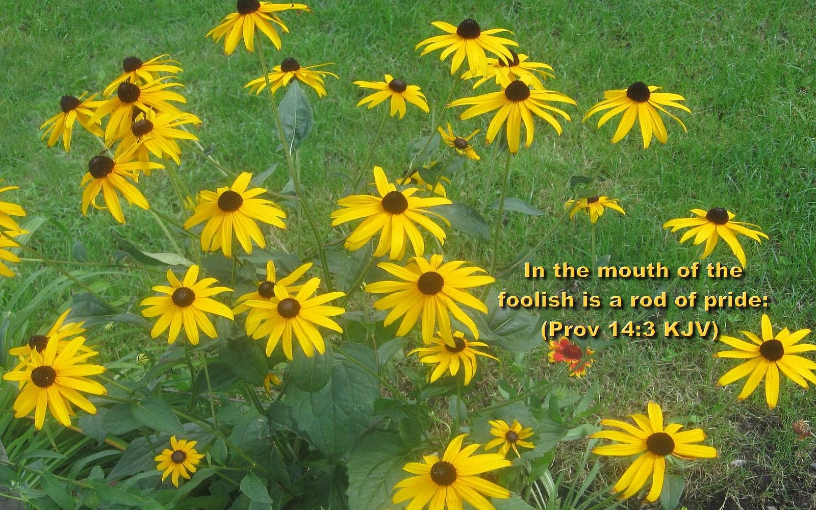 1600x1000 Bible Scriptures About Summer, Desktop