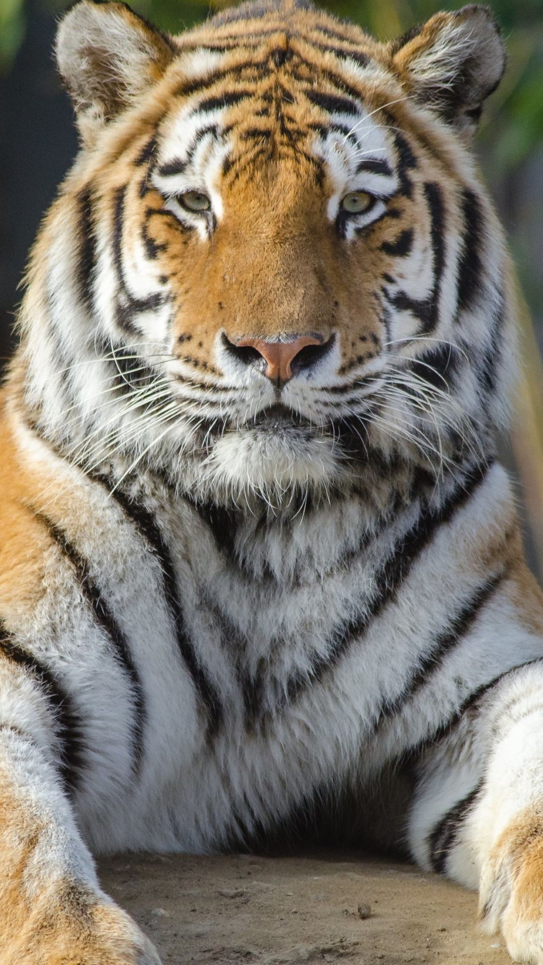 1080x1920 Tiger Background HD Wallpaper For iPhone Wallpaper Ultra, Phone