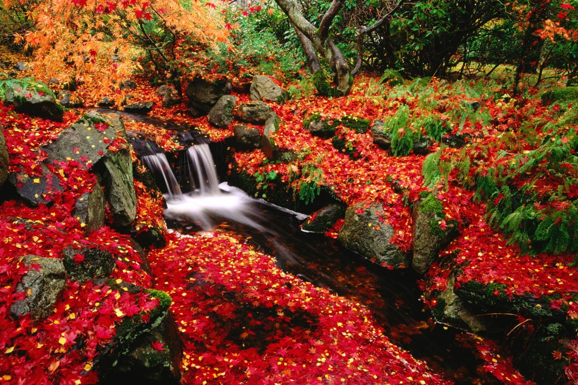 1920x1280 Red Leaves HD Waterfall Scenery 5601 px, Desktop