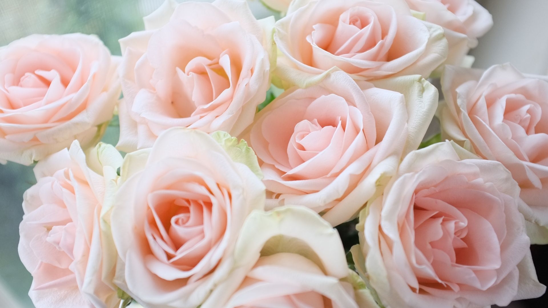 1920x1080 Desktop wallpaper light pink, roses, bouquet, HD image, picture, background, f4f057, Desktop