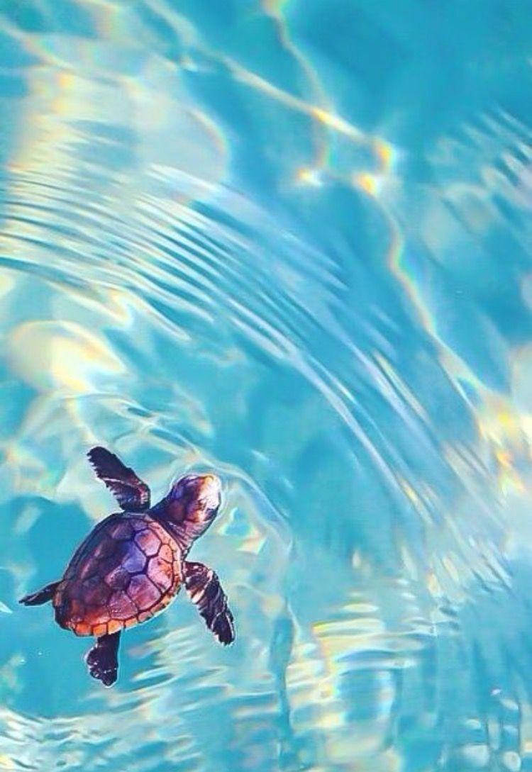 750x1090 Download Sea Turtle Ripples iPhone Wallpaper, Phone