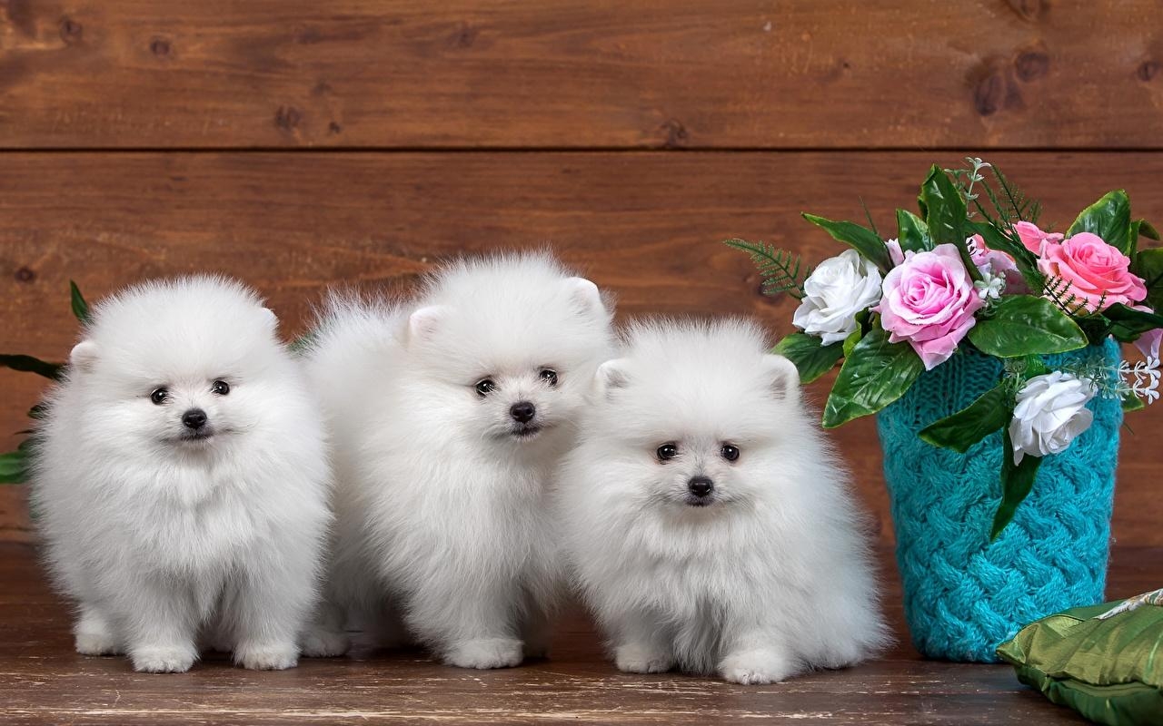 1280x800 Photo Puppy Spitz Dogs White Three 3 Animals, Desktop