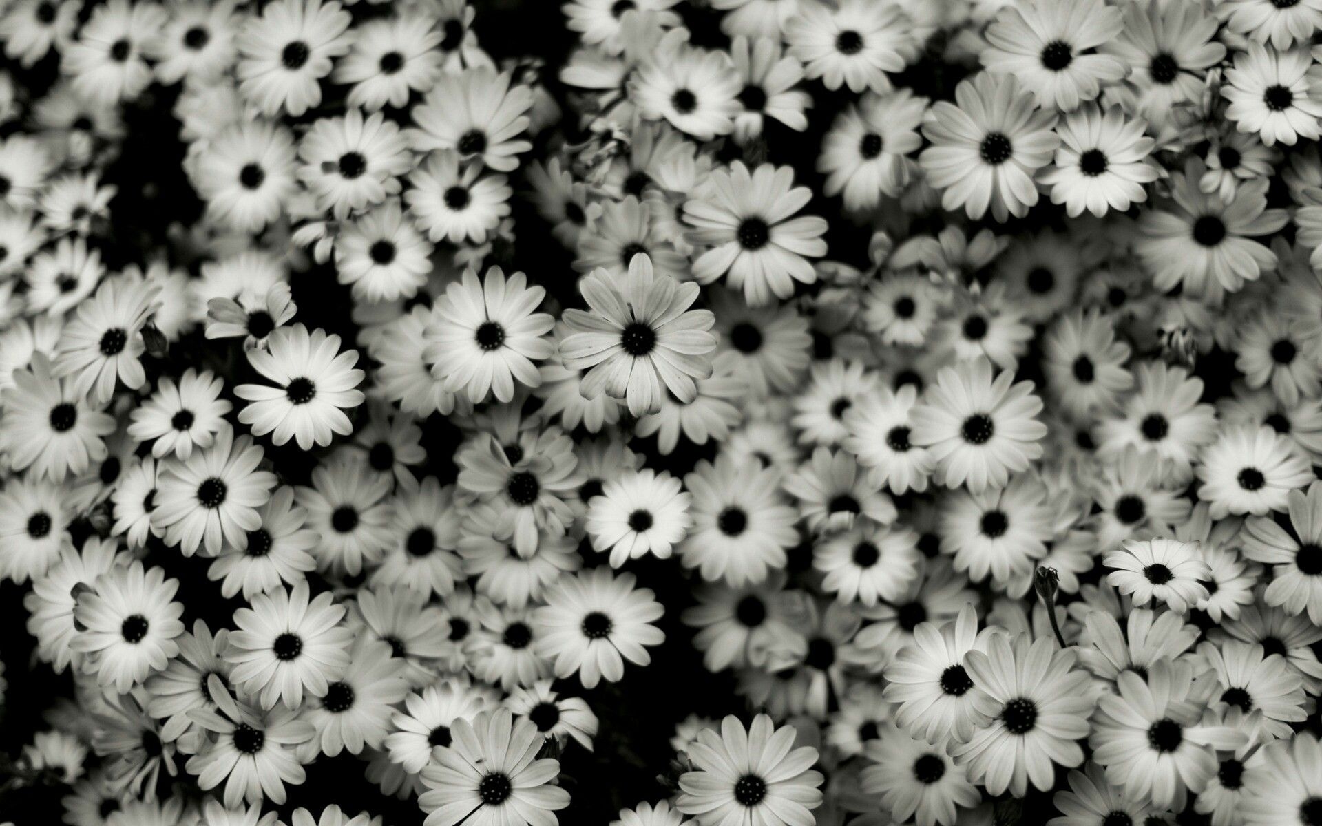 1920x1200 Pretty. Black and white flowers, Black and white background, Desktop