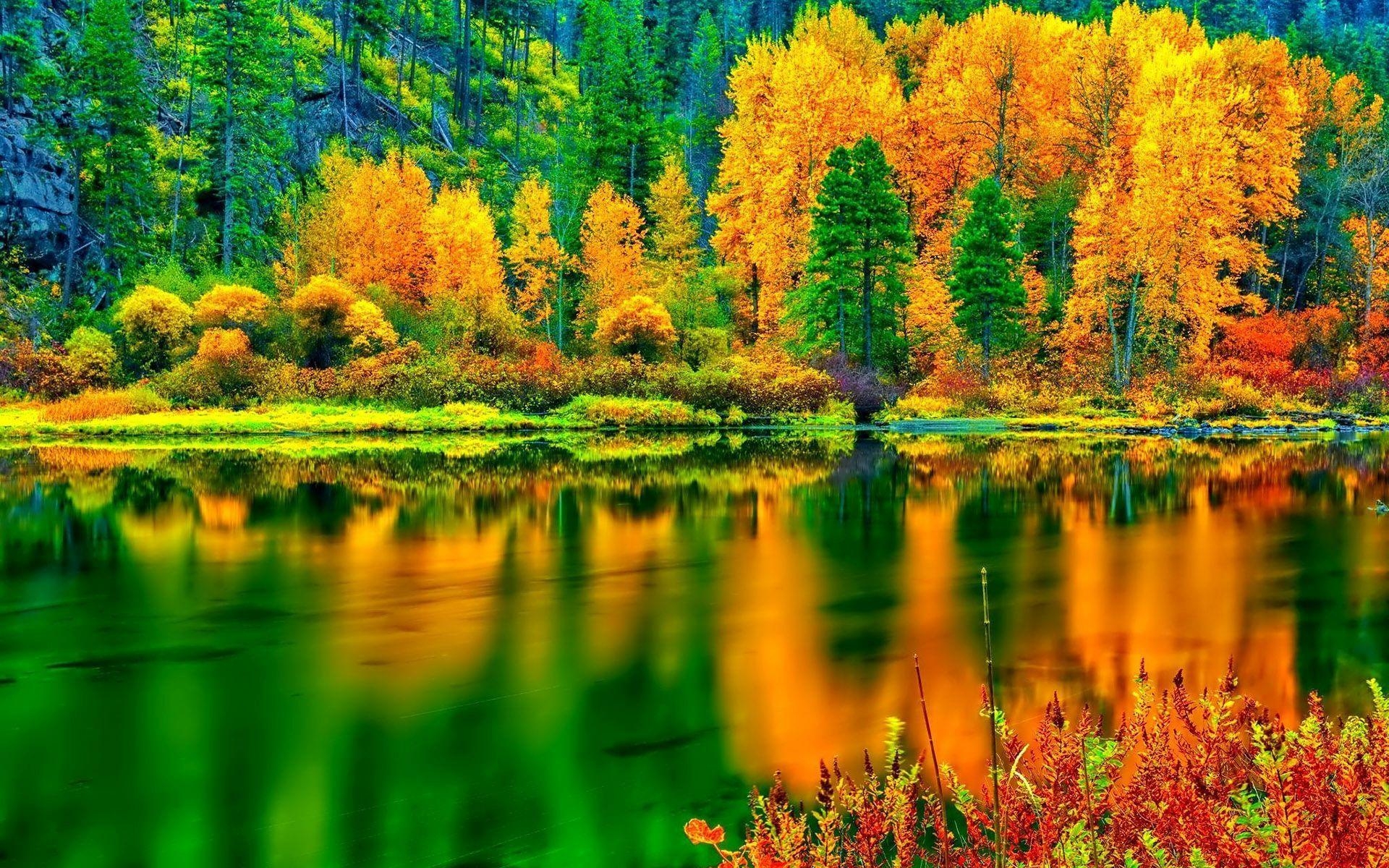 1920x1200 Hd Breathtaking Autumn Colors Wallpaper And Green In Nature, Desktop