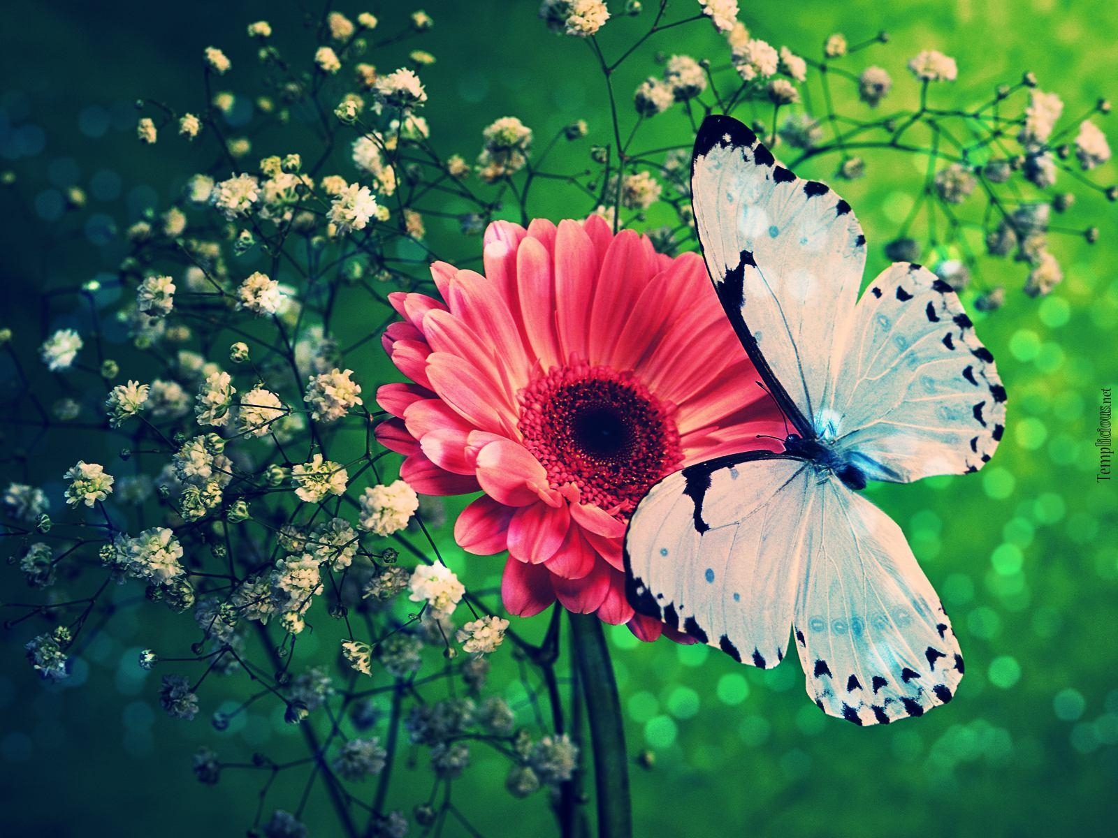 1600x1200 Blue Butterfly Wallpaper Normal. Animal HD Wallpaper, Desktop