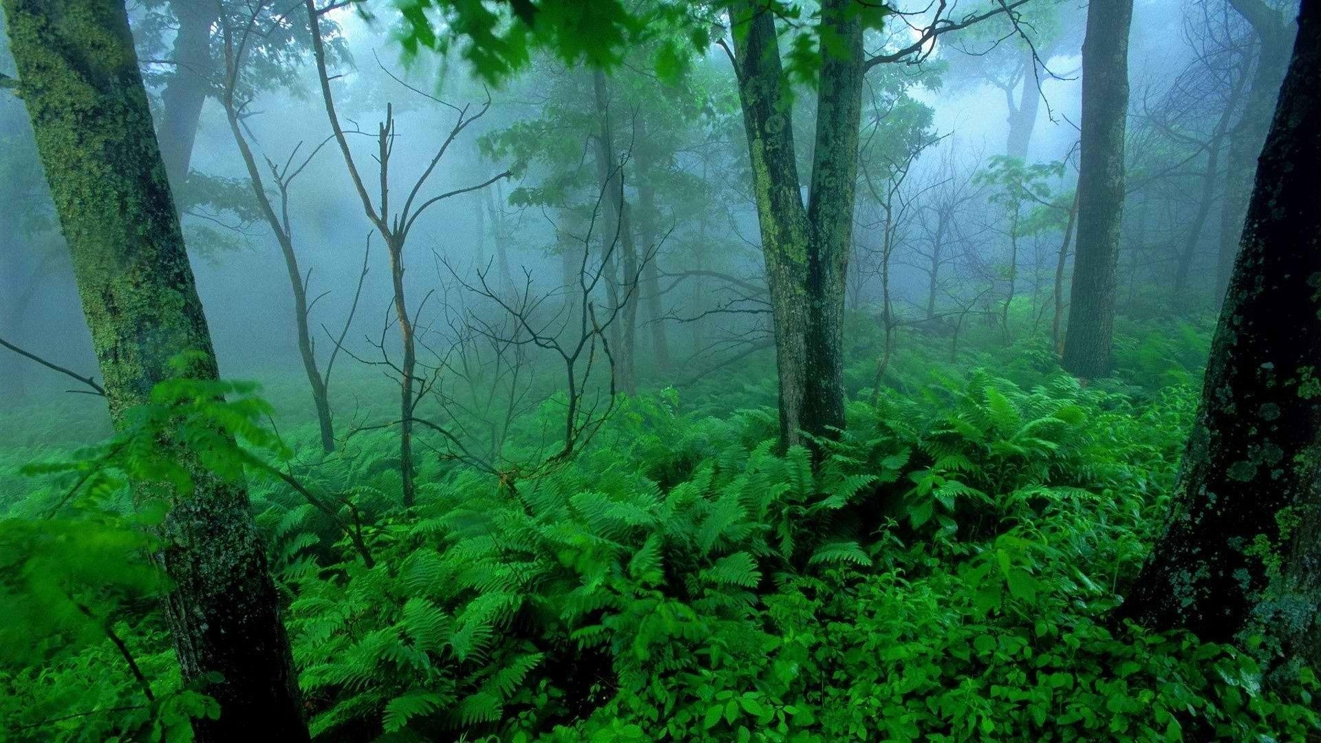 1920x1080 Tropical Forest Background, Desktop