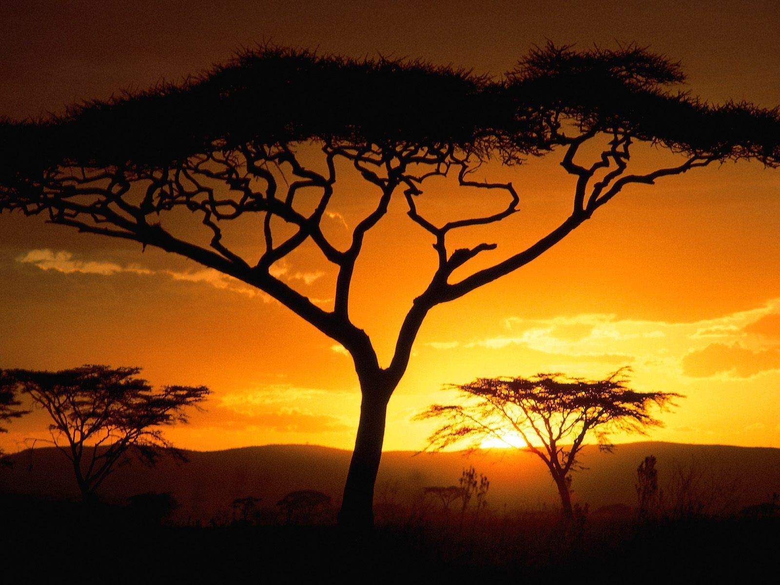 1600x1200 African Safari Wallpaper, Desktop