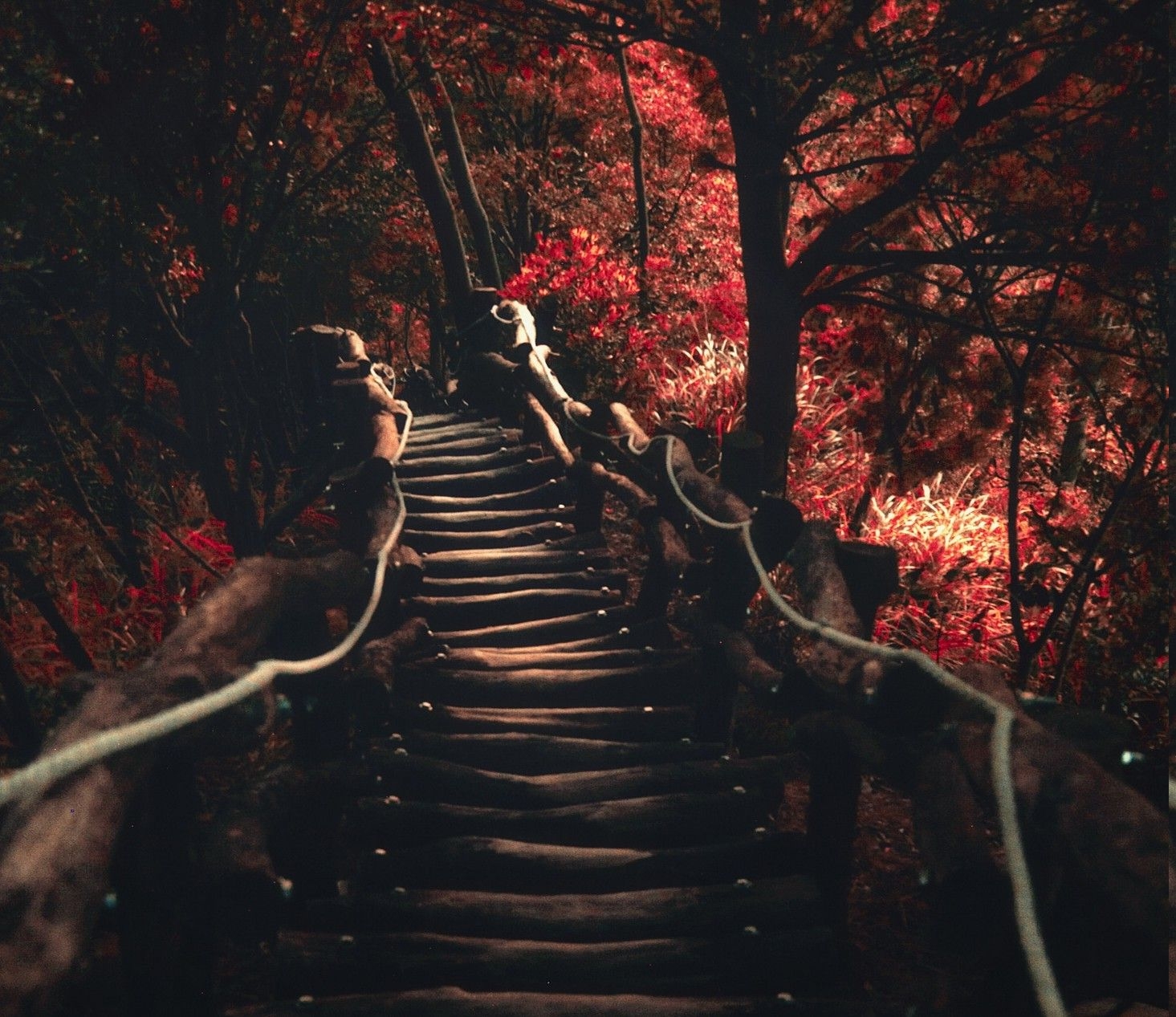 1470x1270 nature, Landscape, Dark, Path, Trees, Sunlight, Fall, Shrubs, Red Wallpaper HD / Desktop and Mobile Background, Desktop