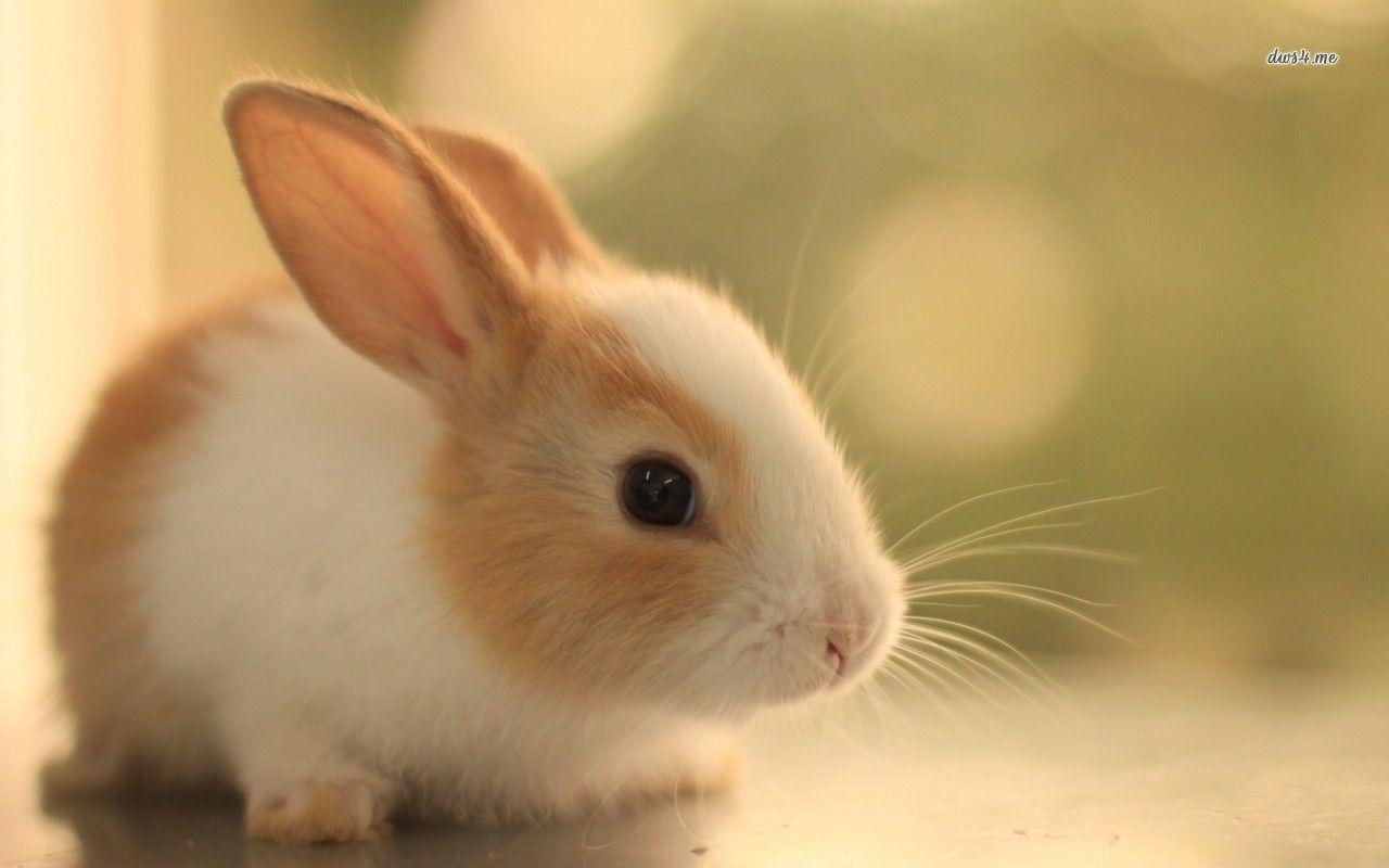 1280x800 Cute Bunny Picture 5 384698 High Definition Wallpaper. wallalay, Desktop