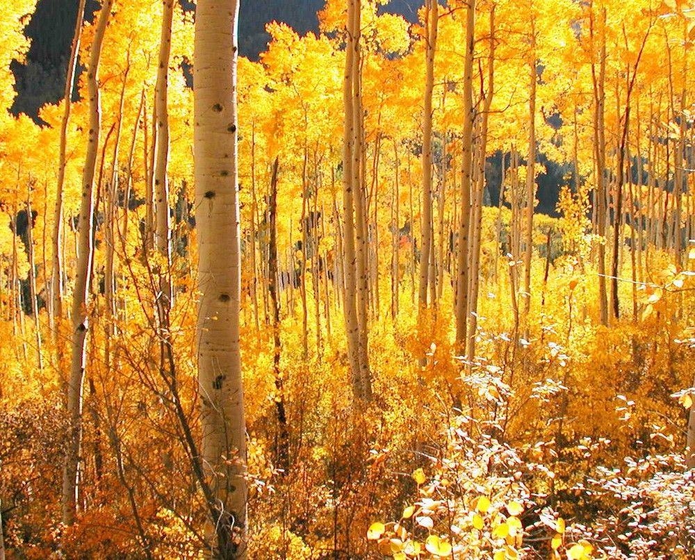 1000x810 High Country Gold Aspen Forest Aspen trees Golden Leaves, Desktop