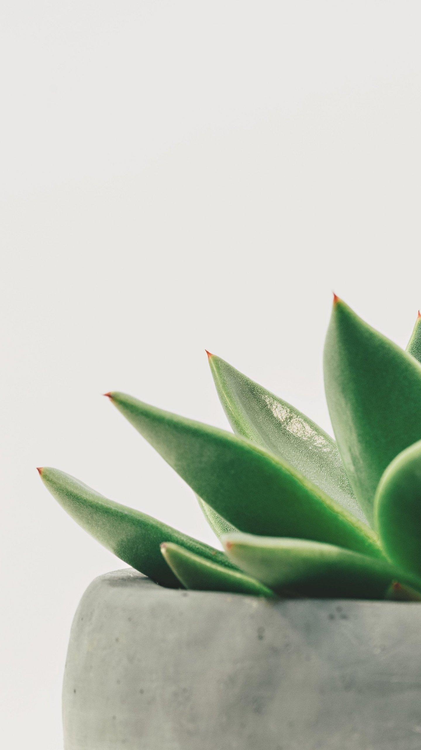 1440x2560 Minimalist Succulent Wallpaper, Android & Desktop Background, Phone