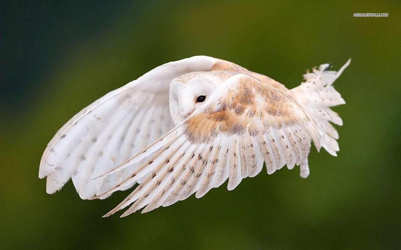 1280x800 White Owl wallpaper #, Desktop