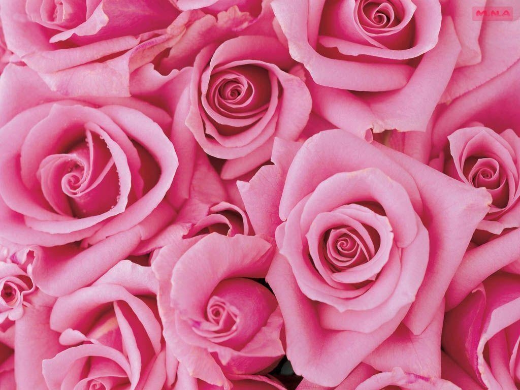 1030x770 Pink Flowers Close Up 5599 HD Desktop Wallpaper, Desktop