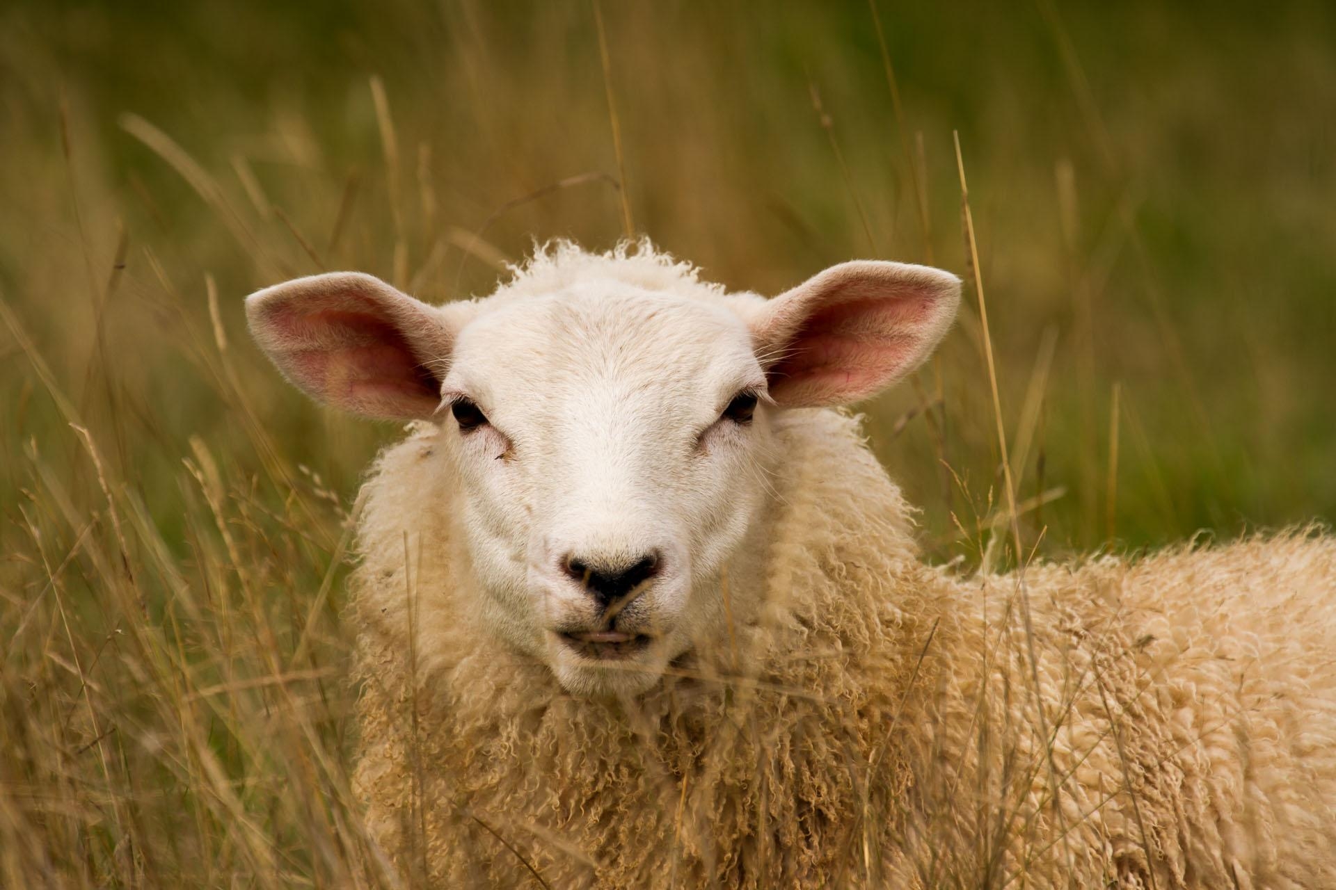 1920x1280 Sheep Image New HD Picture Collections Downloads, Desktop