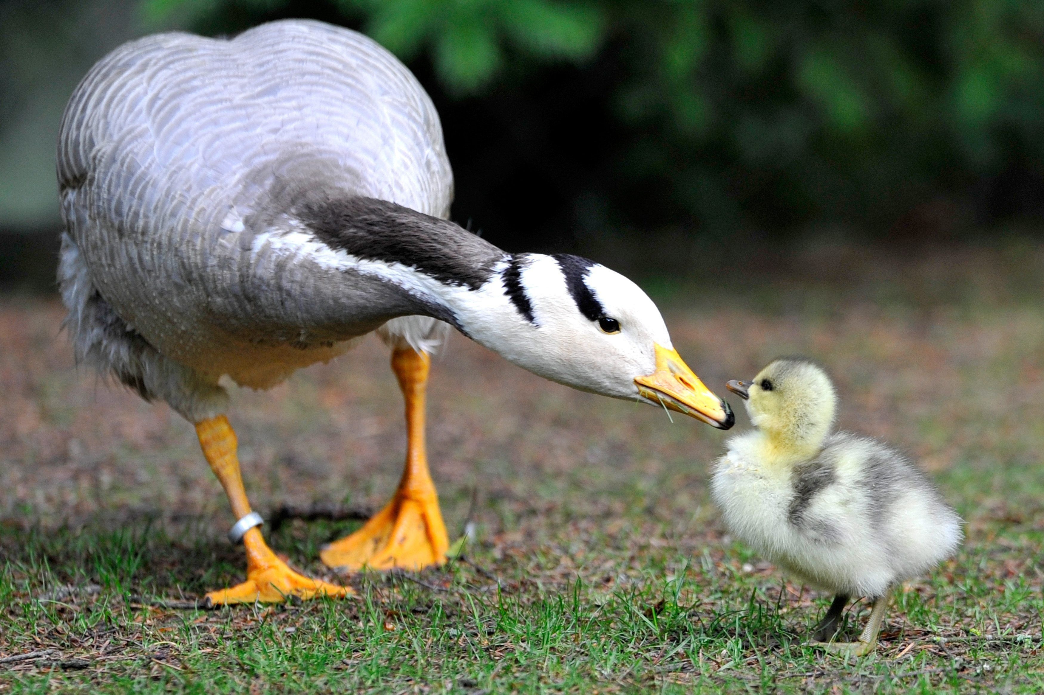 3500x2340 Cute Goose Wallpaper 33256  px, Desktop