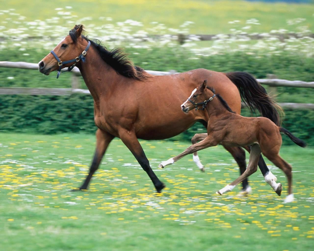 1280x1030 Mare and Foal, Desktop