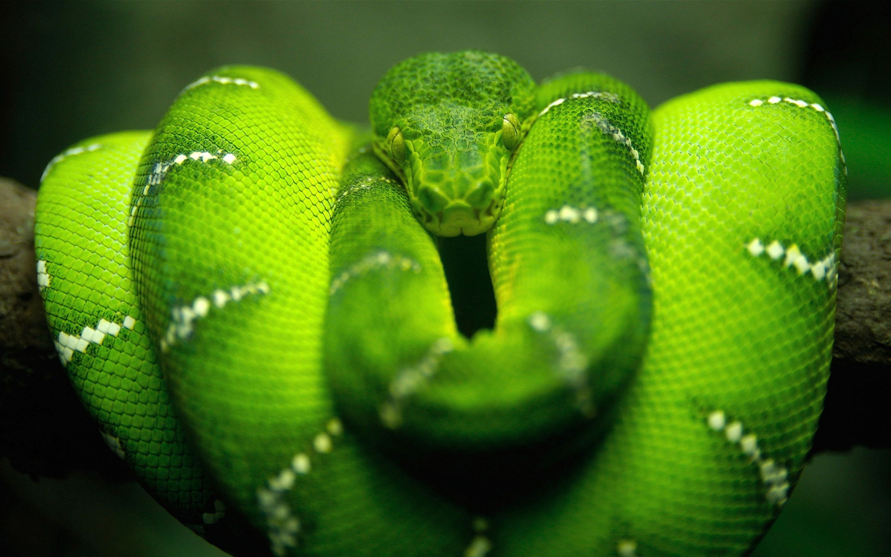 2880x1800 snake wallpaper cute Desktop.hddesktopwallpaper.in, Desktop