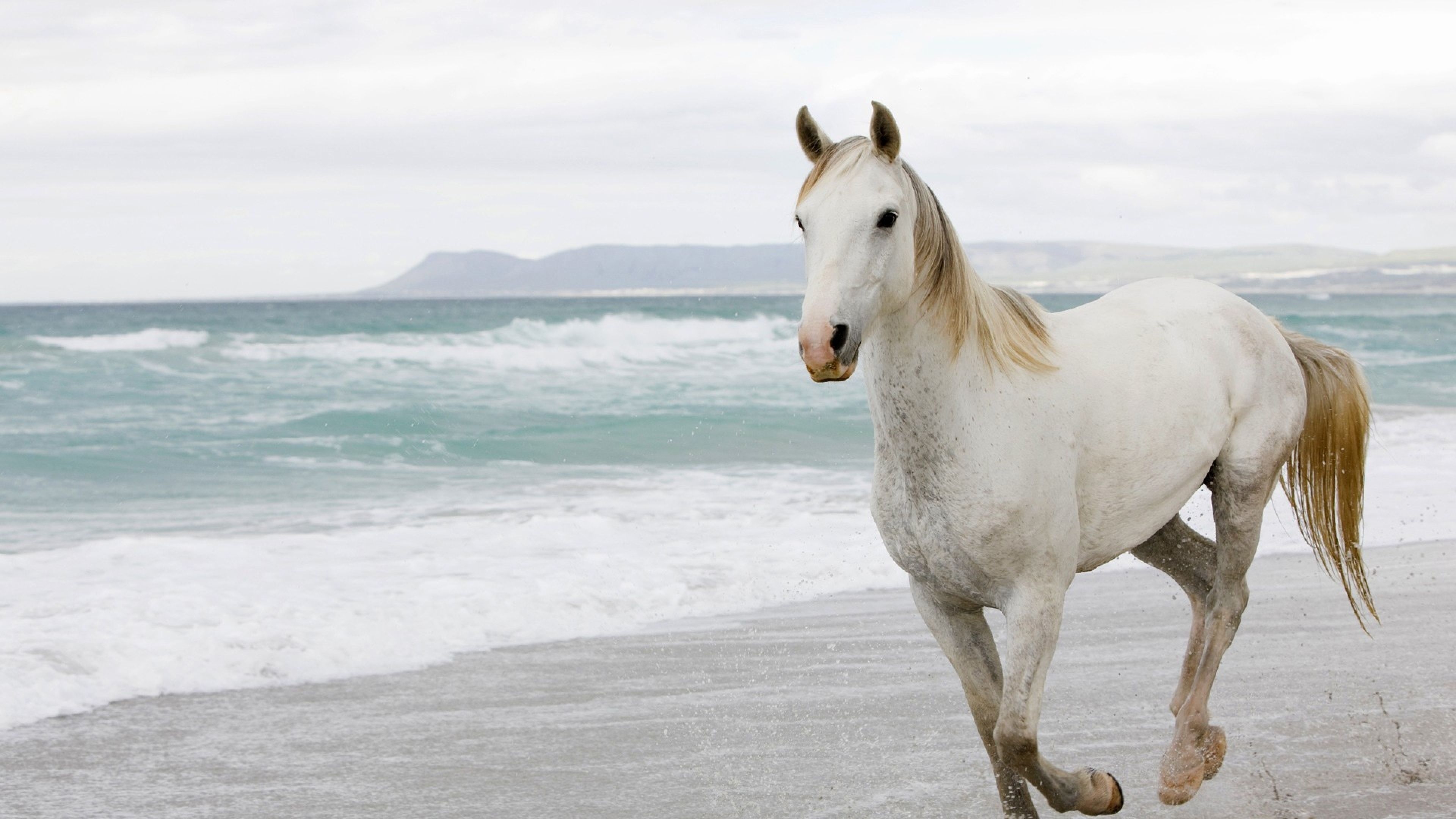 3840x2160 Horses 4k Wallpaper Free Horses 4k Background, Desktop