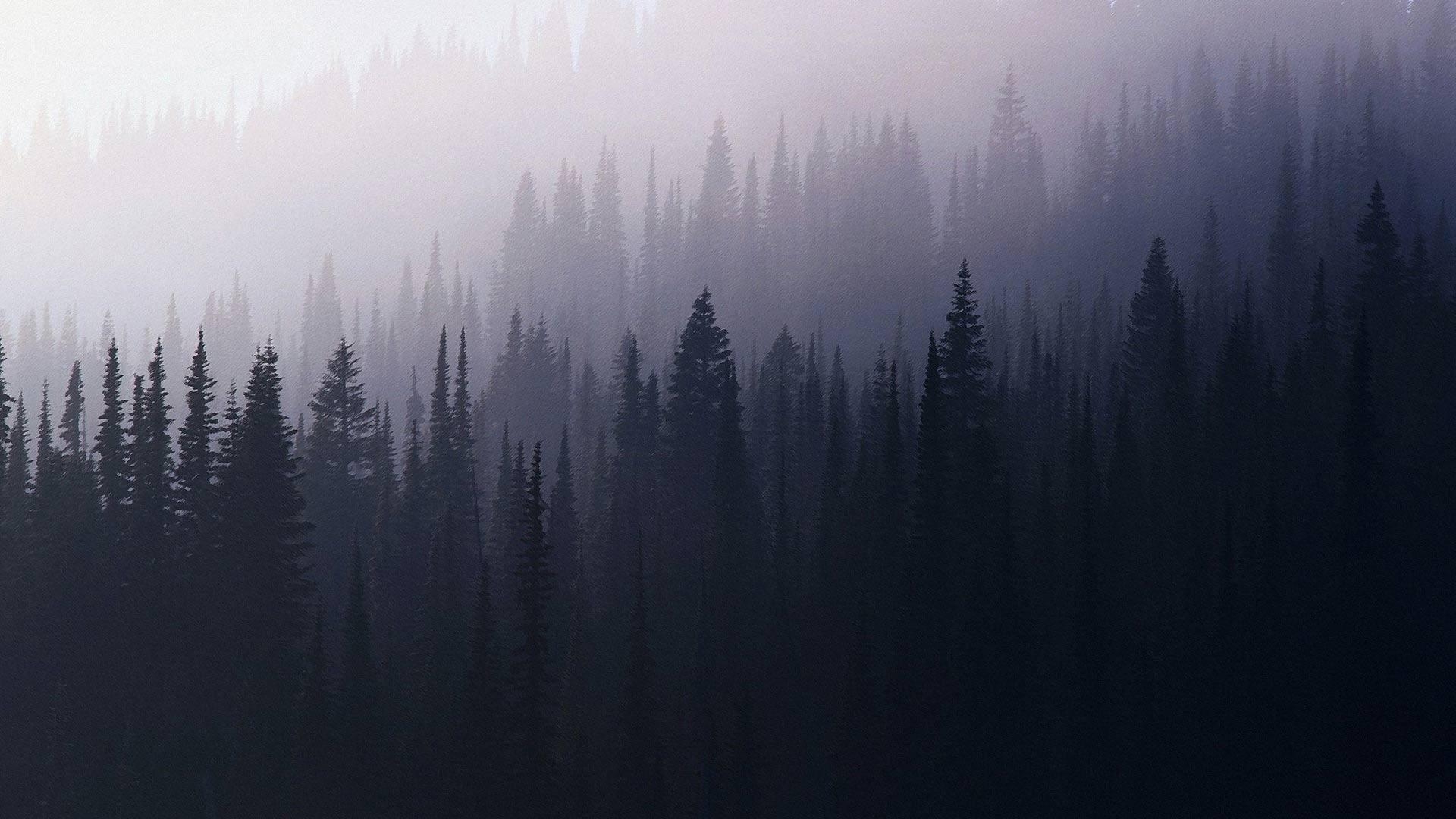 1920x1080 Forest #aesthetic. Foggy forest, Forest wallpaper, Twin peaks wallpaper, Desktop