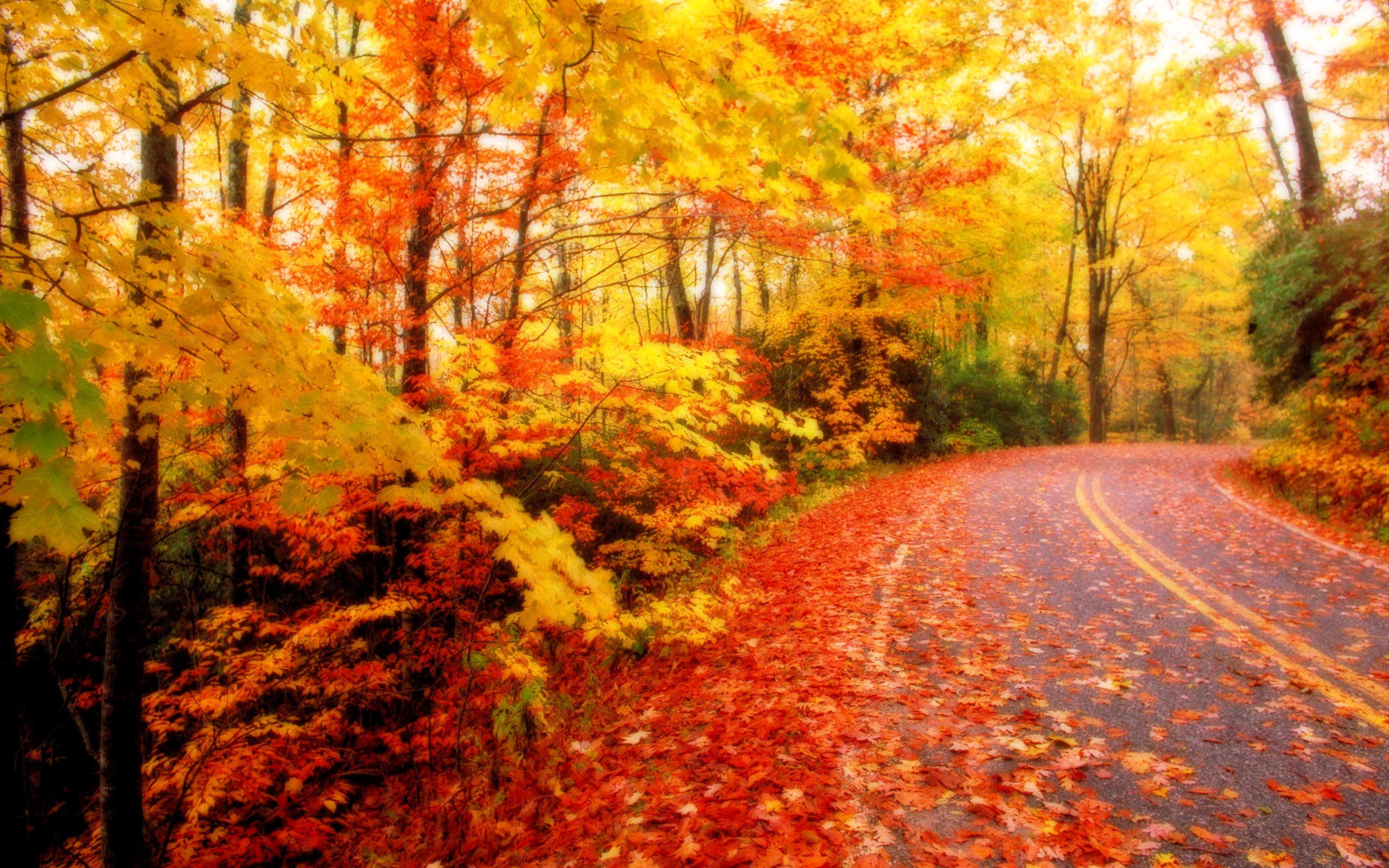 2560x1600 fall wallpaper, Desktop