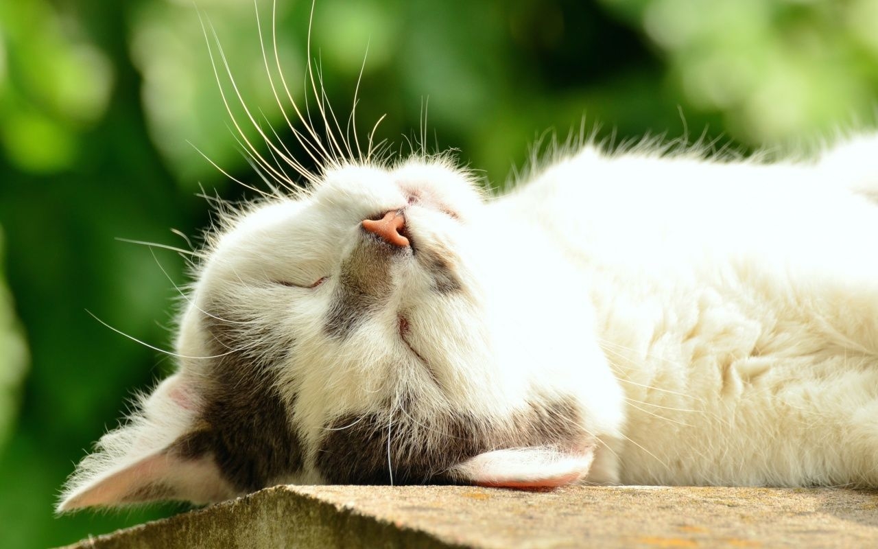 1280x800 Summer Cat Sleeping Wallpaper, Desktop