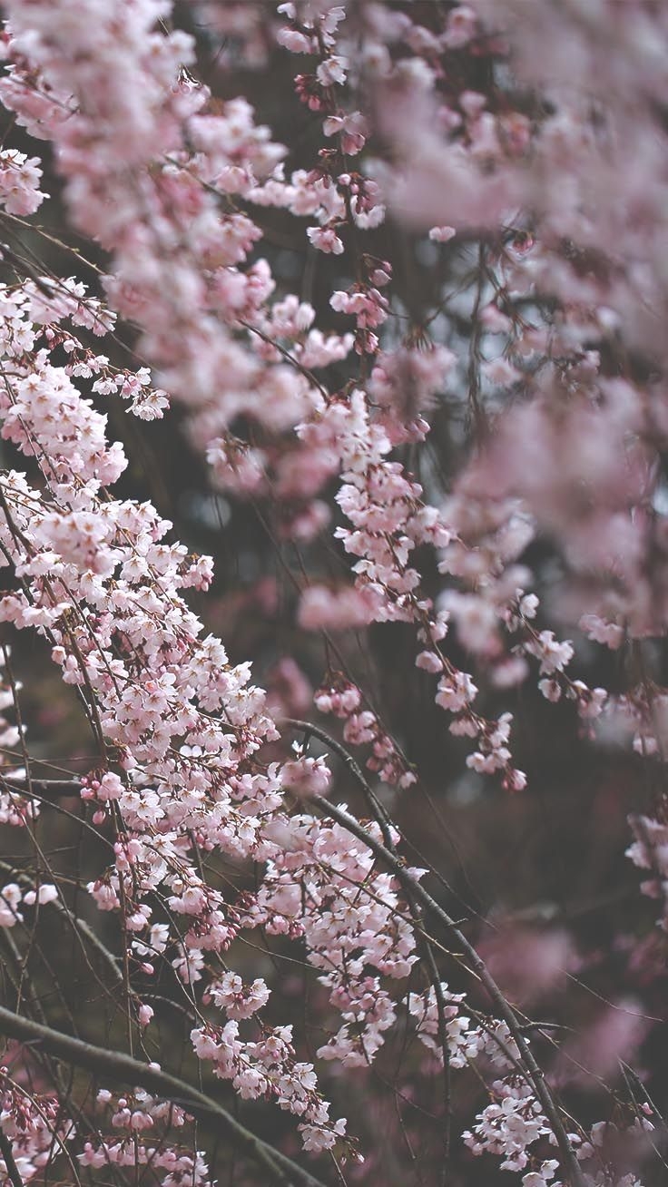 740x1310 Aesthetic Cherry Blossom iPhone Wallpaper, Phone