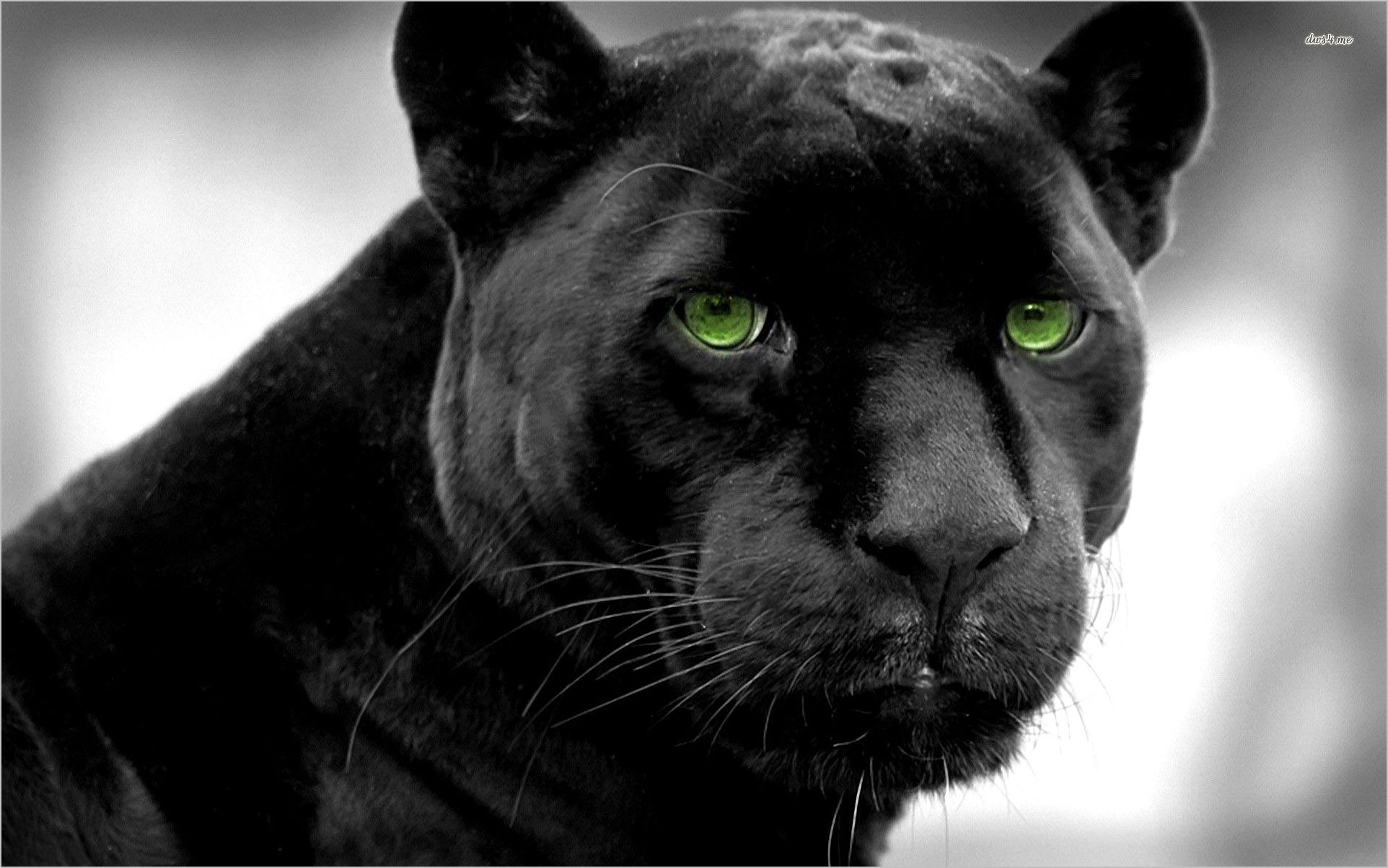 1930x1210 Black Puma Wallpaper 4k. Leopard paint, Lion painting, Black jaguar, Desktop