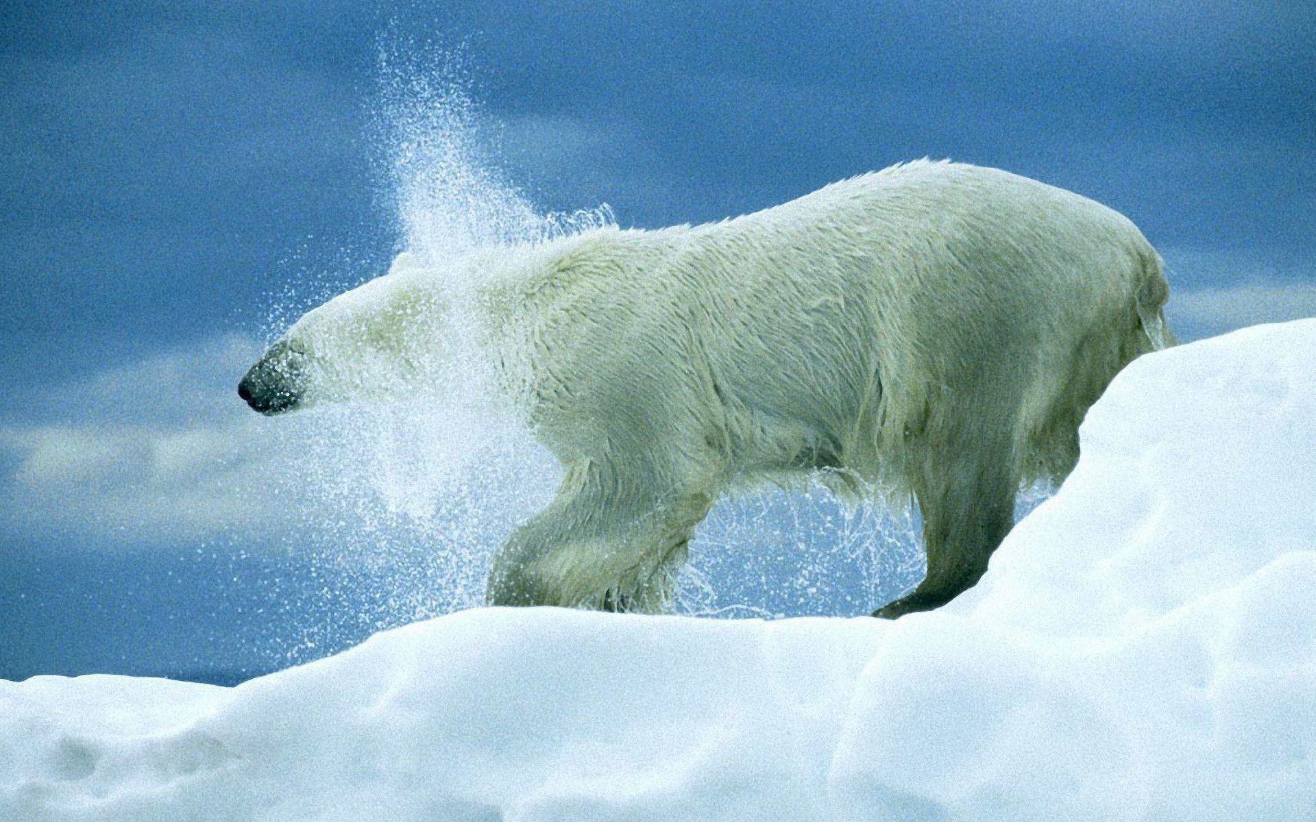 1920x1200 Polar Bear Playing HD Wallpaper, Desktop