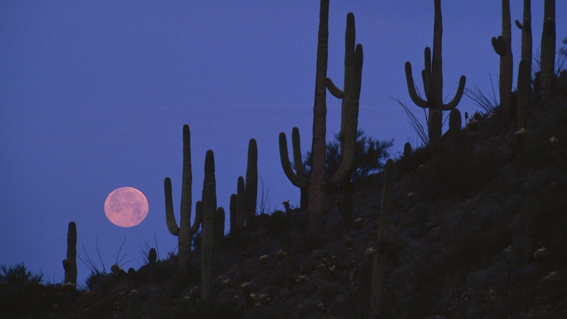 1920x1080 Full Moon Saguaro National Monument, Arizona widescreen wallpaper, Desktop