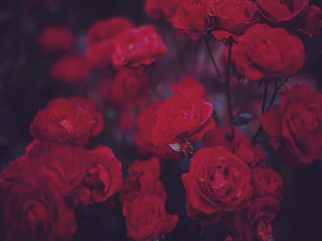 1030x770 Grunge Rose Aesthetic Desktop Wallpaper Free Grunge, Desktop