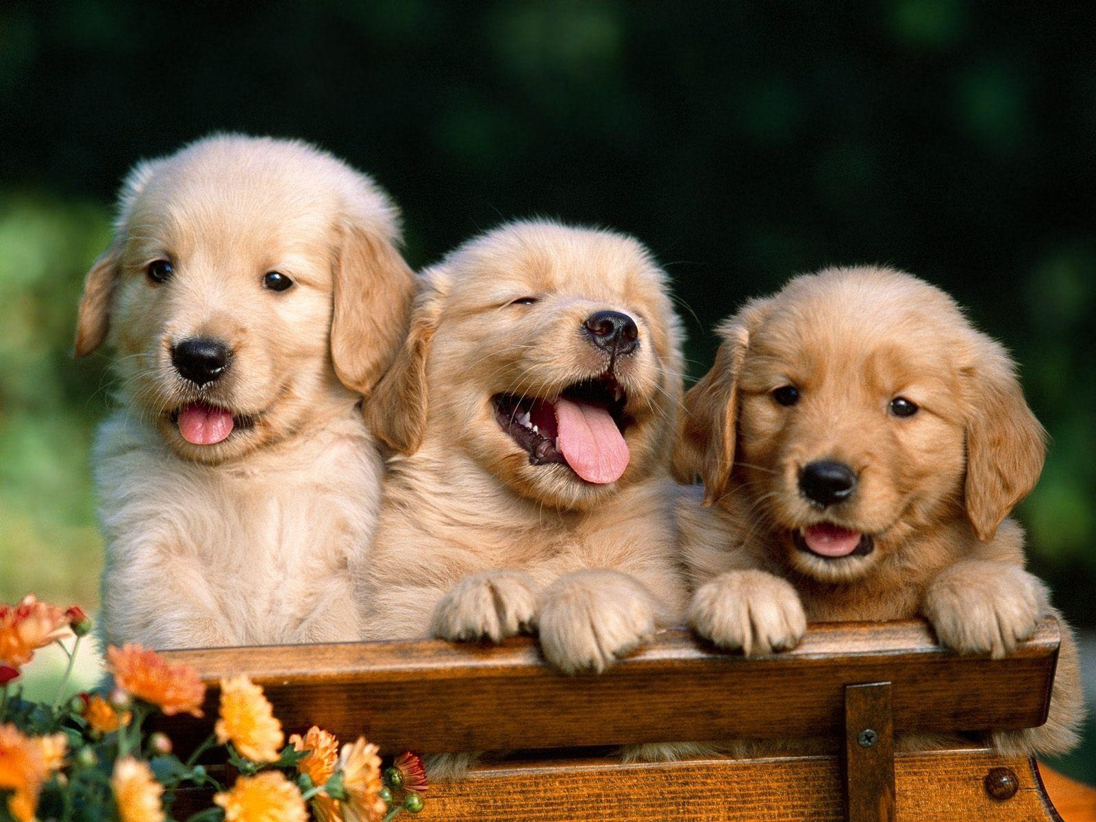 1600x1200 Puppy Wallpaper, Desktop