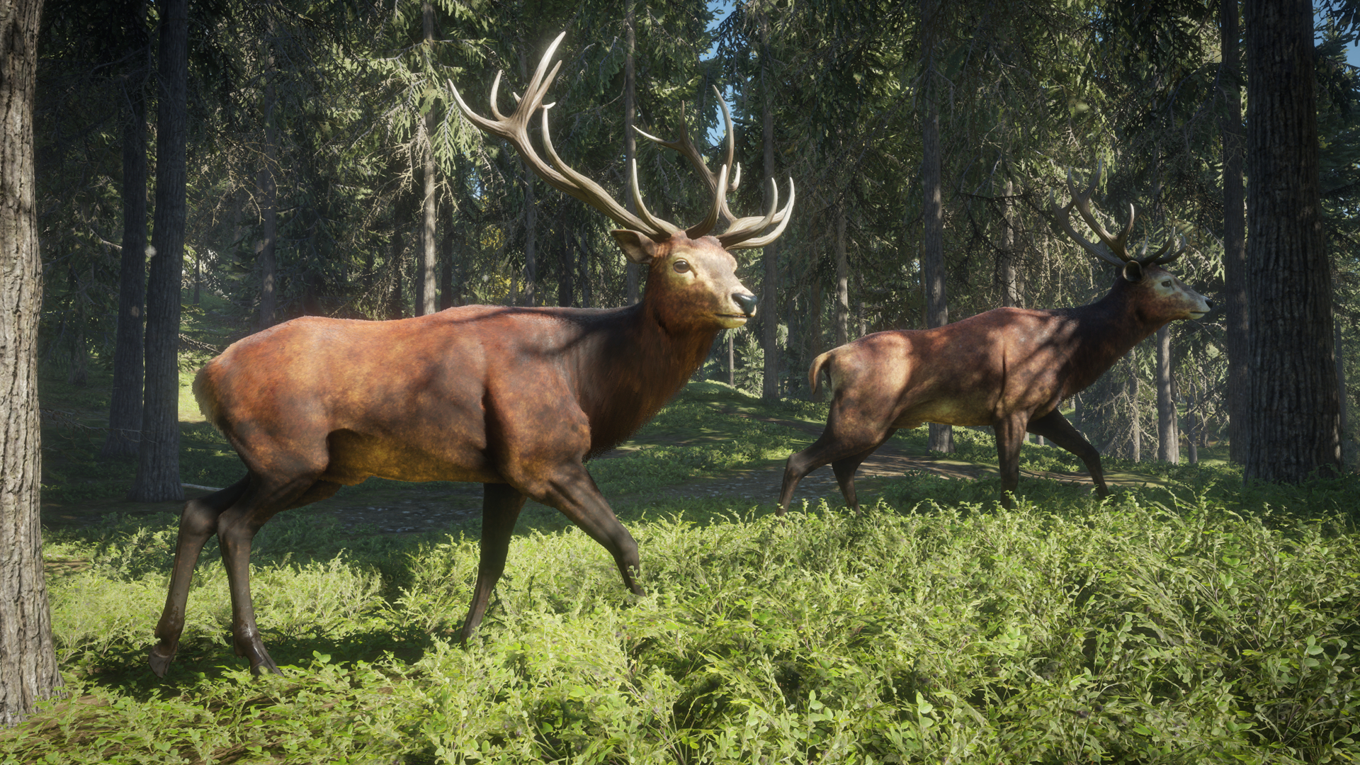 1920x1080 theHunter Call of the Wild Deer Wandering, Desktop