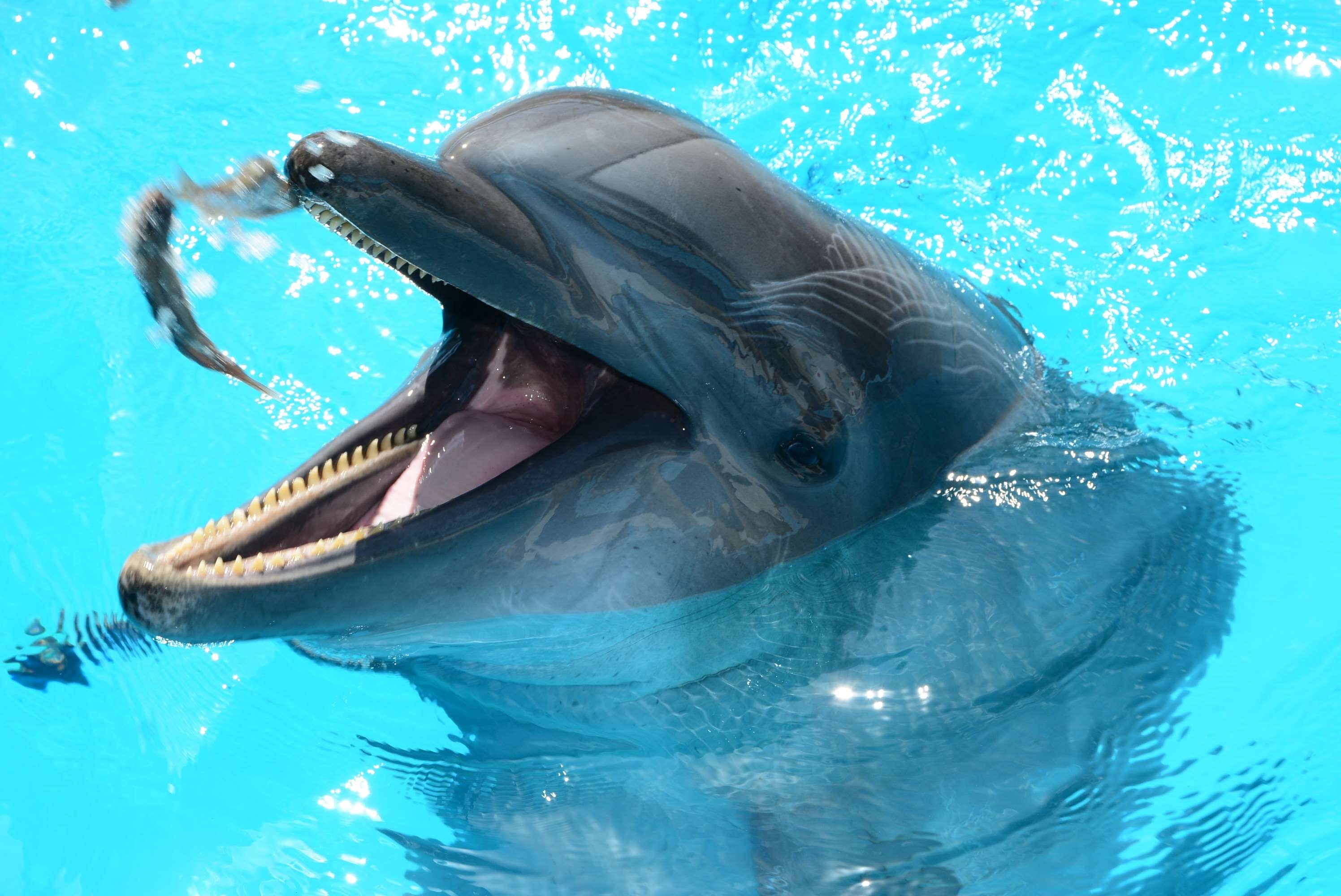 3000x2000 dolphinarium, dolphins, fish, fish in water, mammals, marine, Desktop