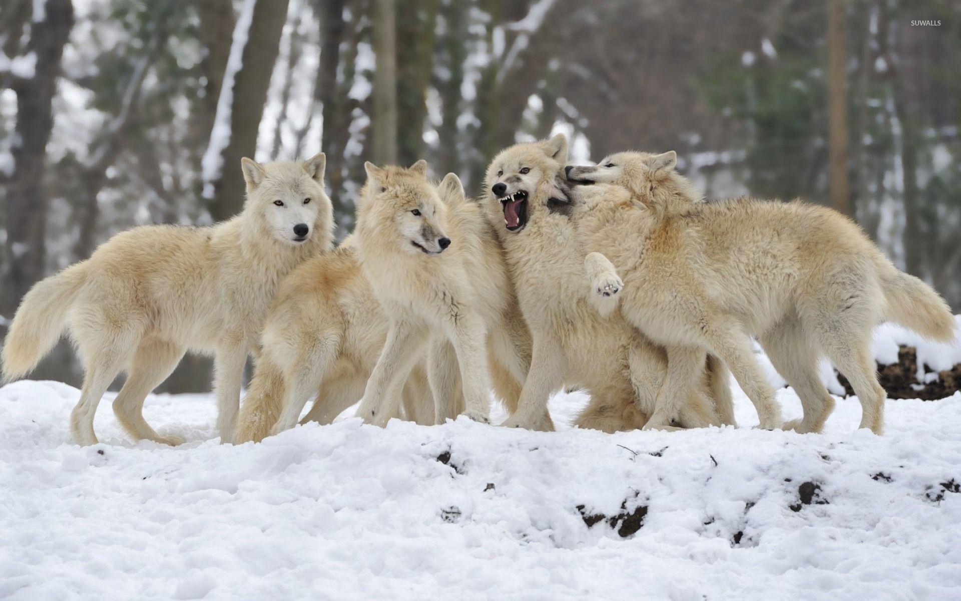 1920x1200 Wolf pack wallpaper wallpaper, Desktop