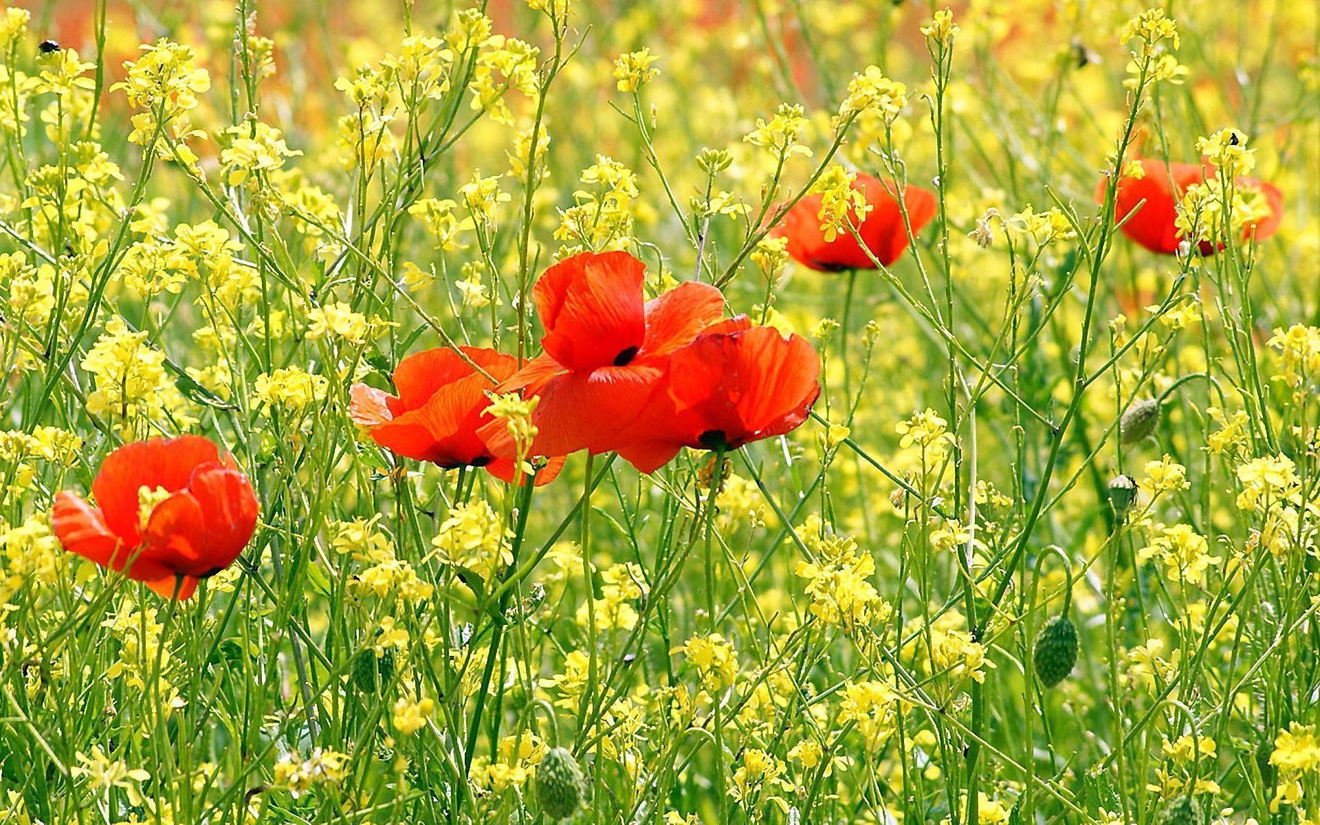 1920x1200 Poppy Flower Desktop Wallpaper. Poppy Flower Picture. Cool, Desktop