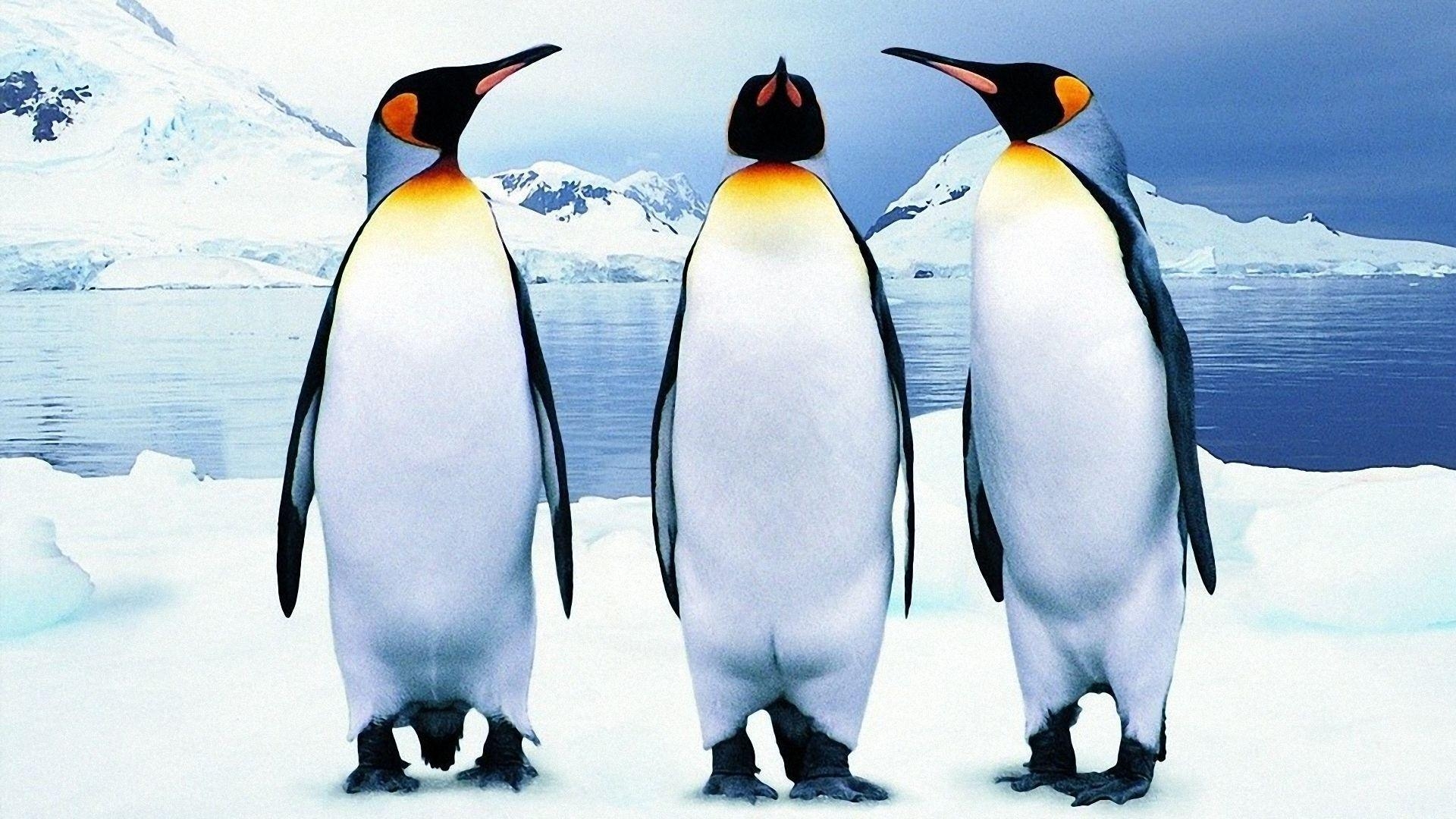 1920x1080 Penguin Wallpaper HD Picture, Desktop