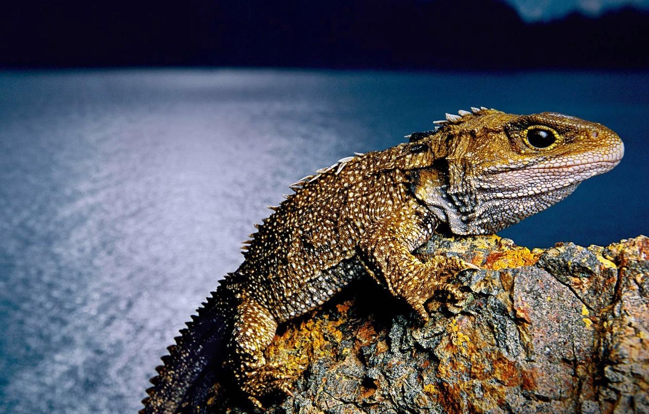 1340x850 Wallpaper New Zealand, lizard, reptile, tuatara, clubology, Desktop