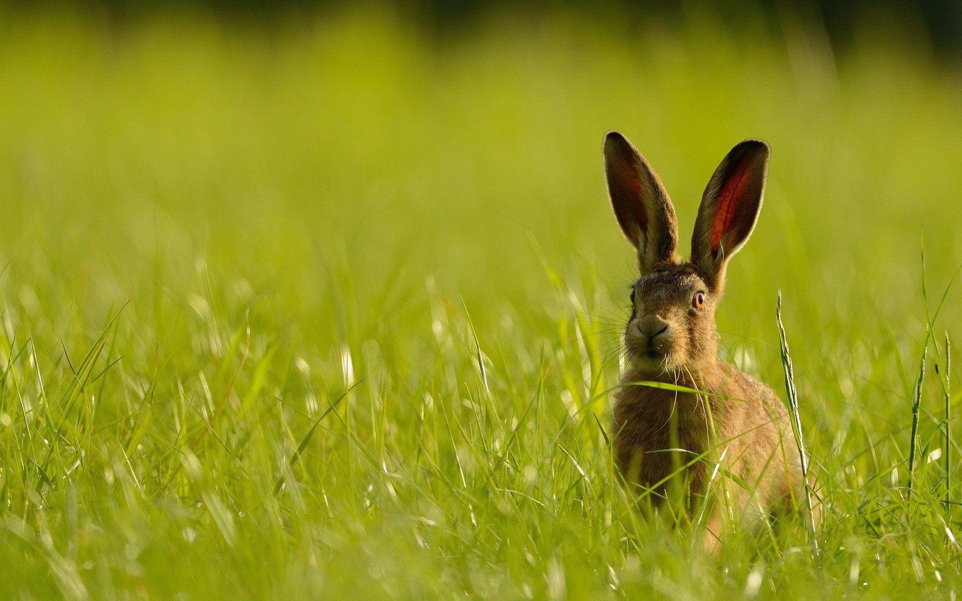 1920x1200 hare full HD. Rabbit wallpaper, Rabbit, Hare, Desktop