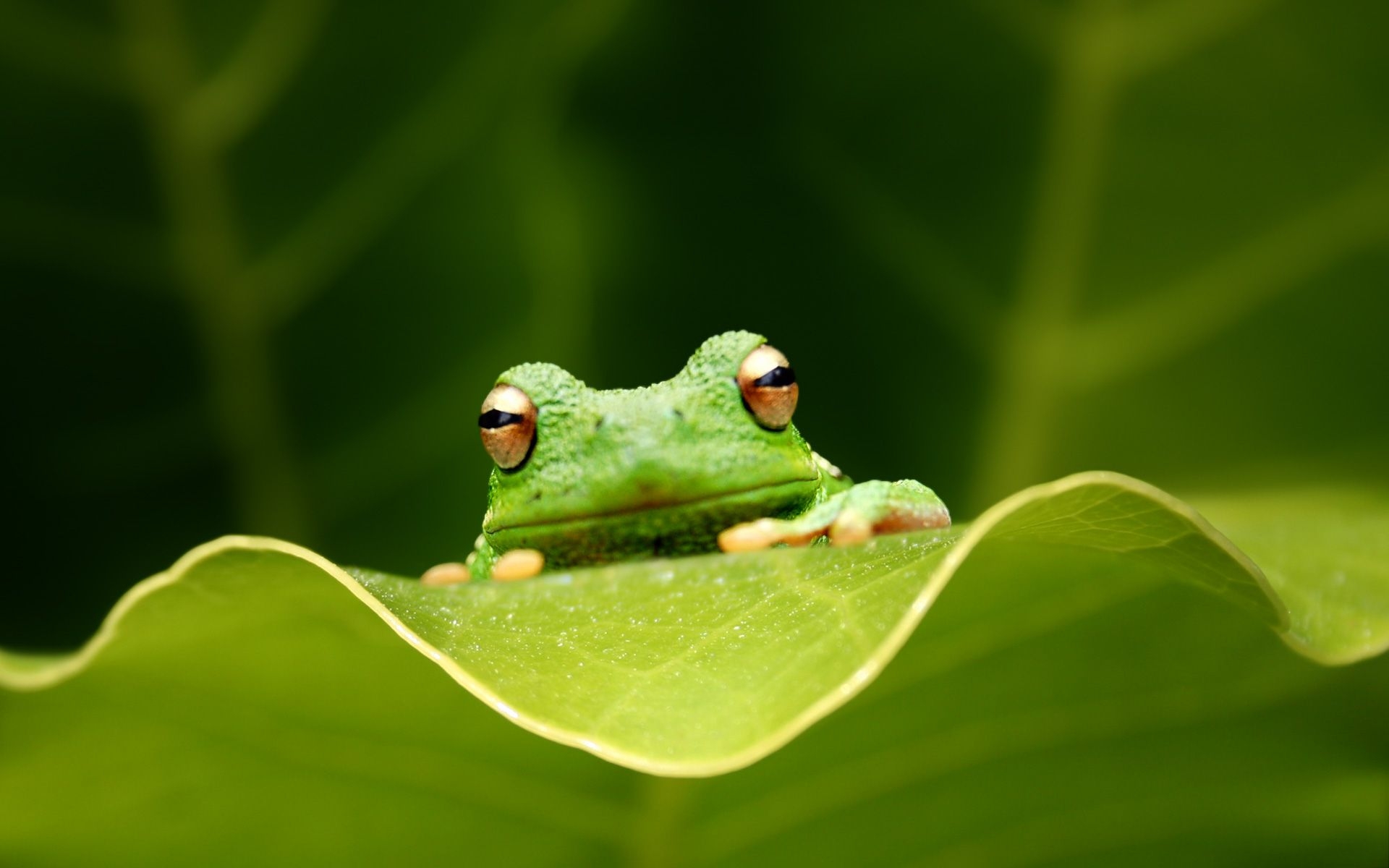 1920x1200 Frog Desktop Wallpaper Free Frog Desktop Background, Desktop