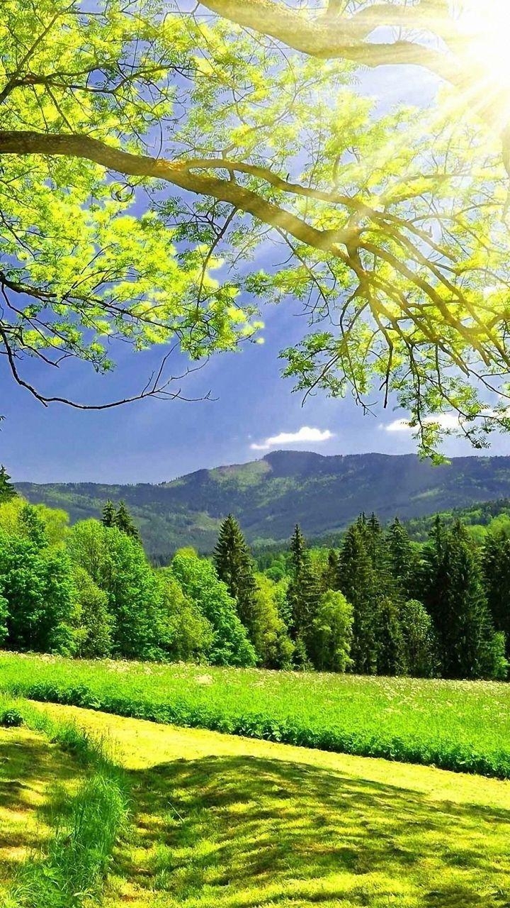 720x1280 Bright Green Nature htc desire Wallpaper HD Mobile, Phone