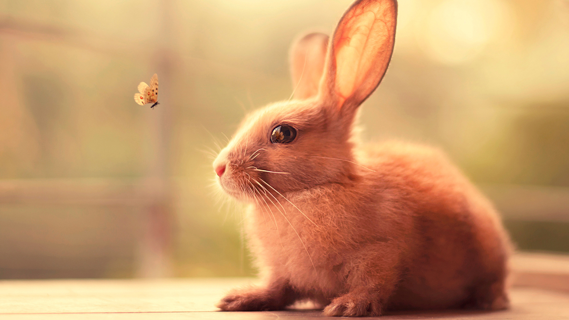 1920x1080 Bunny Cute Laptop Full HD 1080P HD 4k Wallpaper, Image, Background, Photo and Picture, Desktop