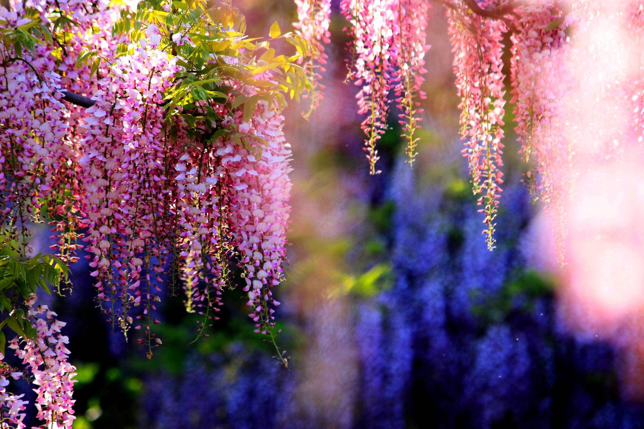 2260x1510 HD Pink Wisteria Wallpaper, Desktop