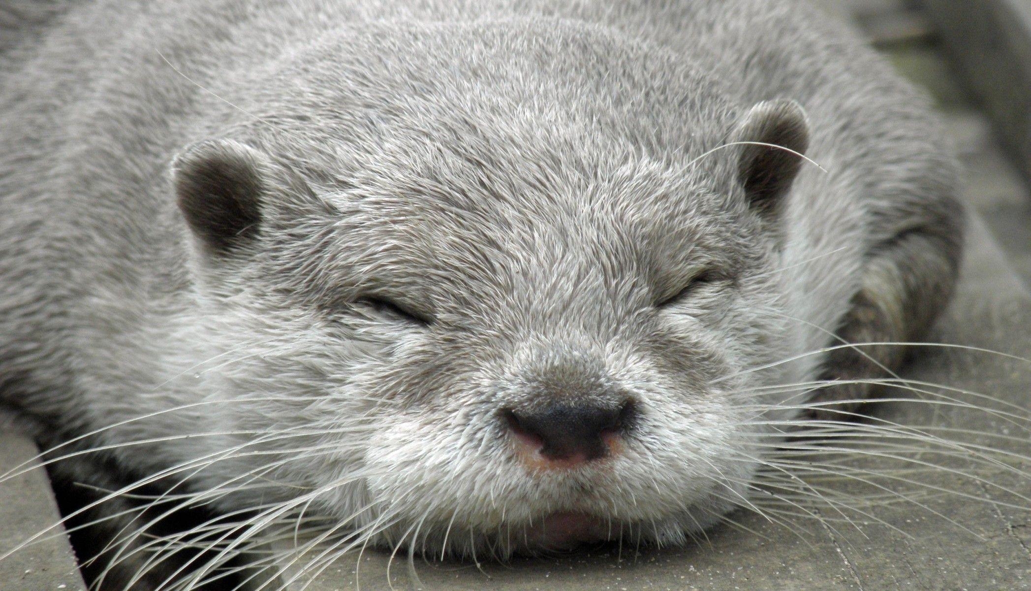 2100x1200 Download  Otter, Sleeping, Cute, Muzzle Wallpaper, Desktop