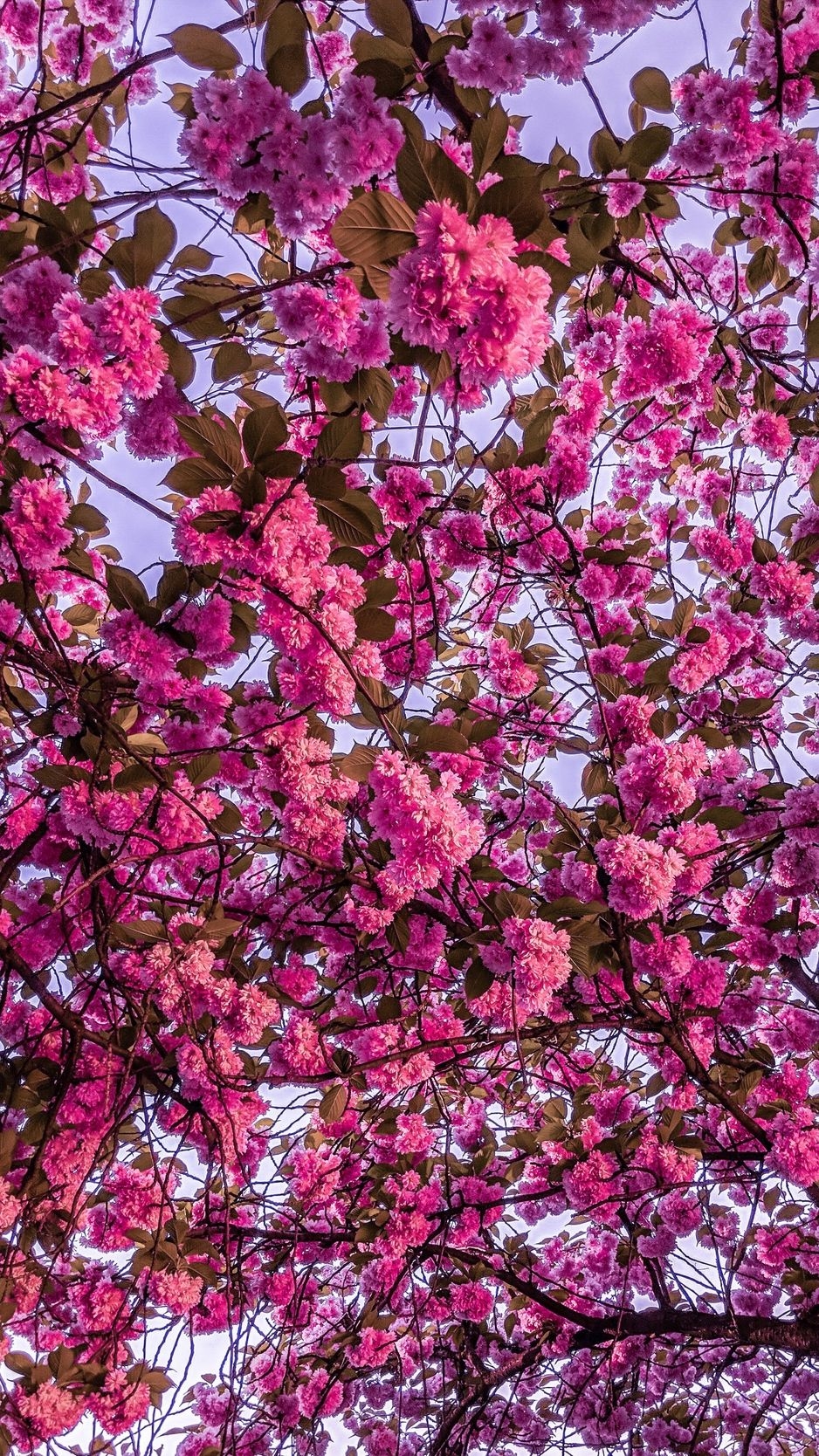 940x1670 Cherry blossom, sakura, bloom, branches, pink wallpaper, Phone